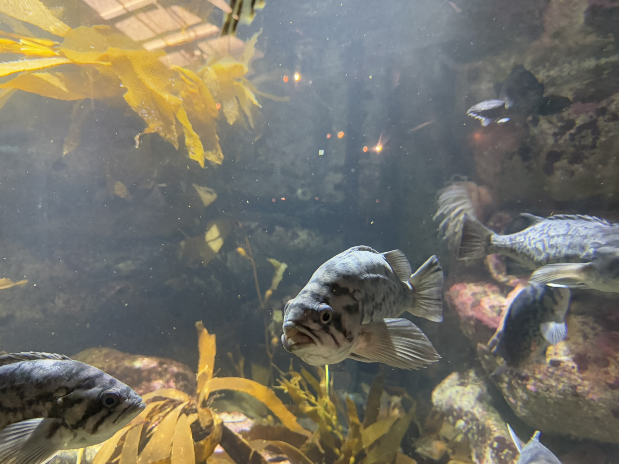 Monterey Bay Aquarium