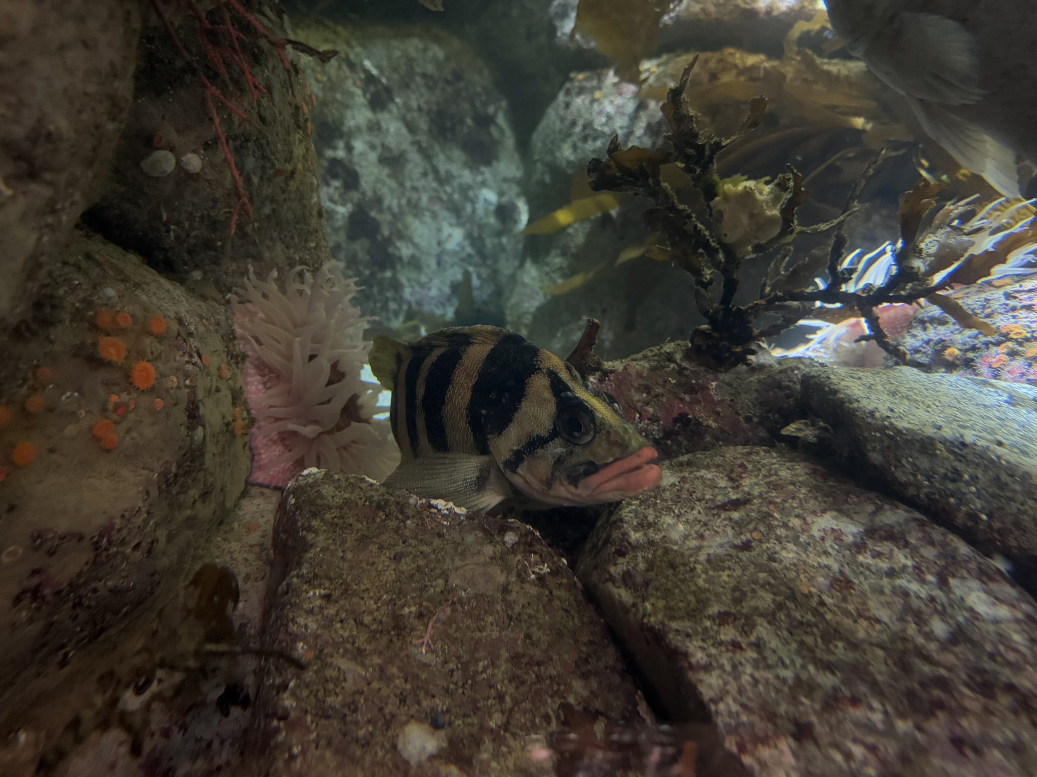 Monterey Bay Aquarium