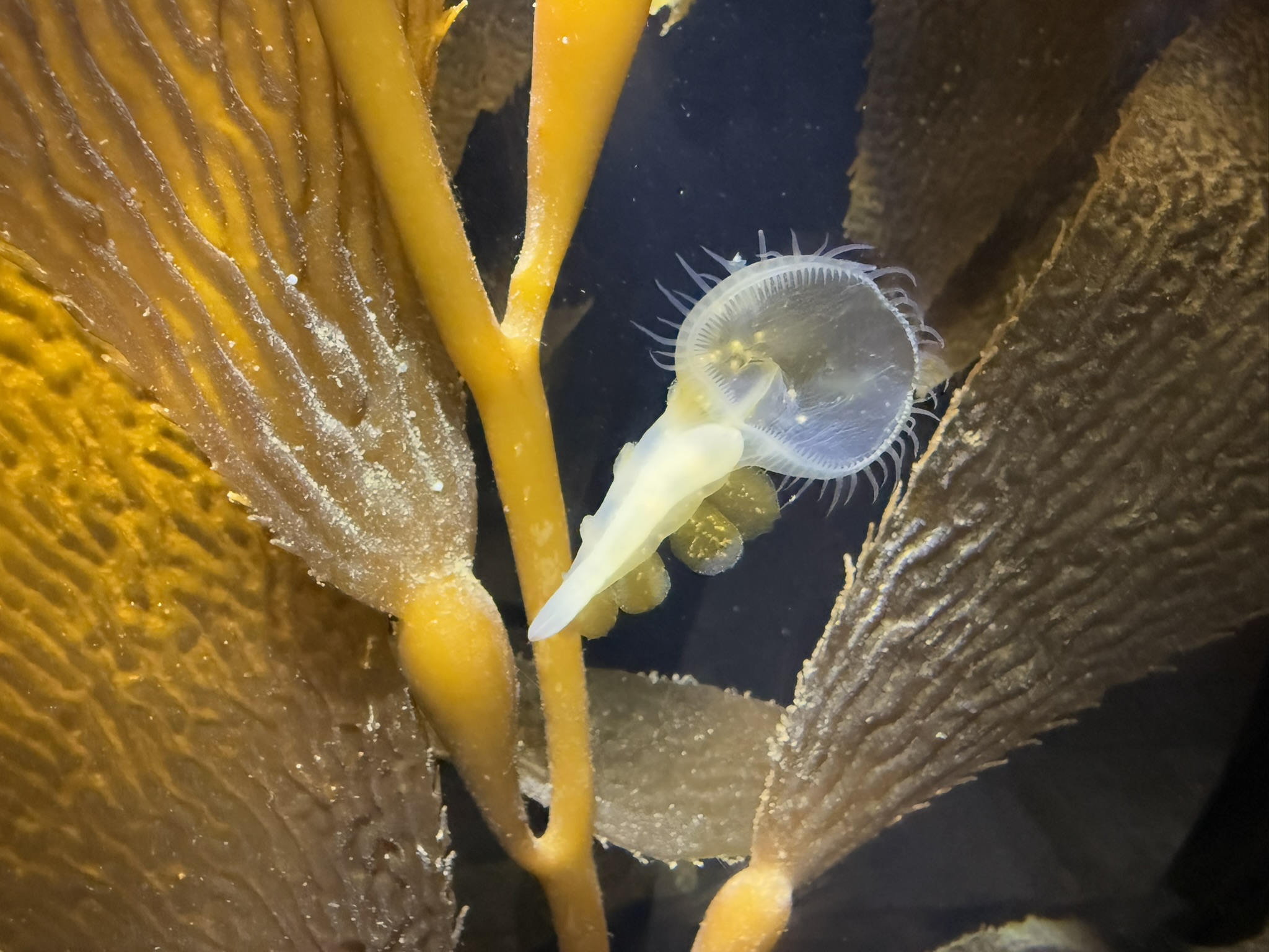 Monterey Bay Aquarium