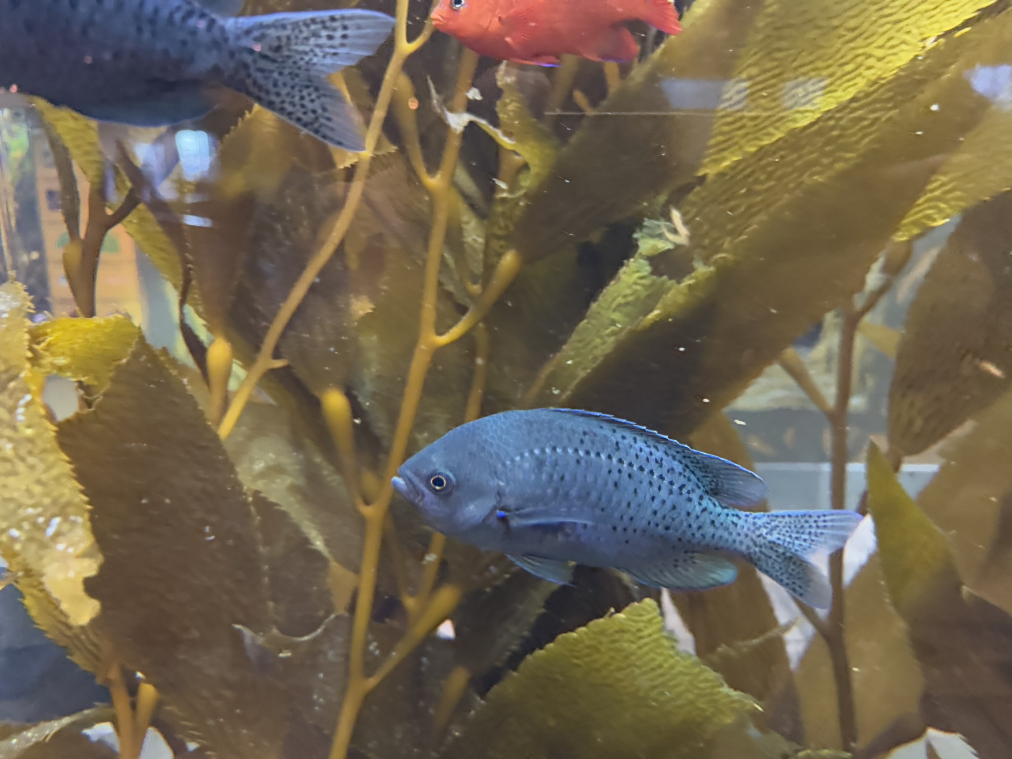 Monterey Bay Aquarium