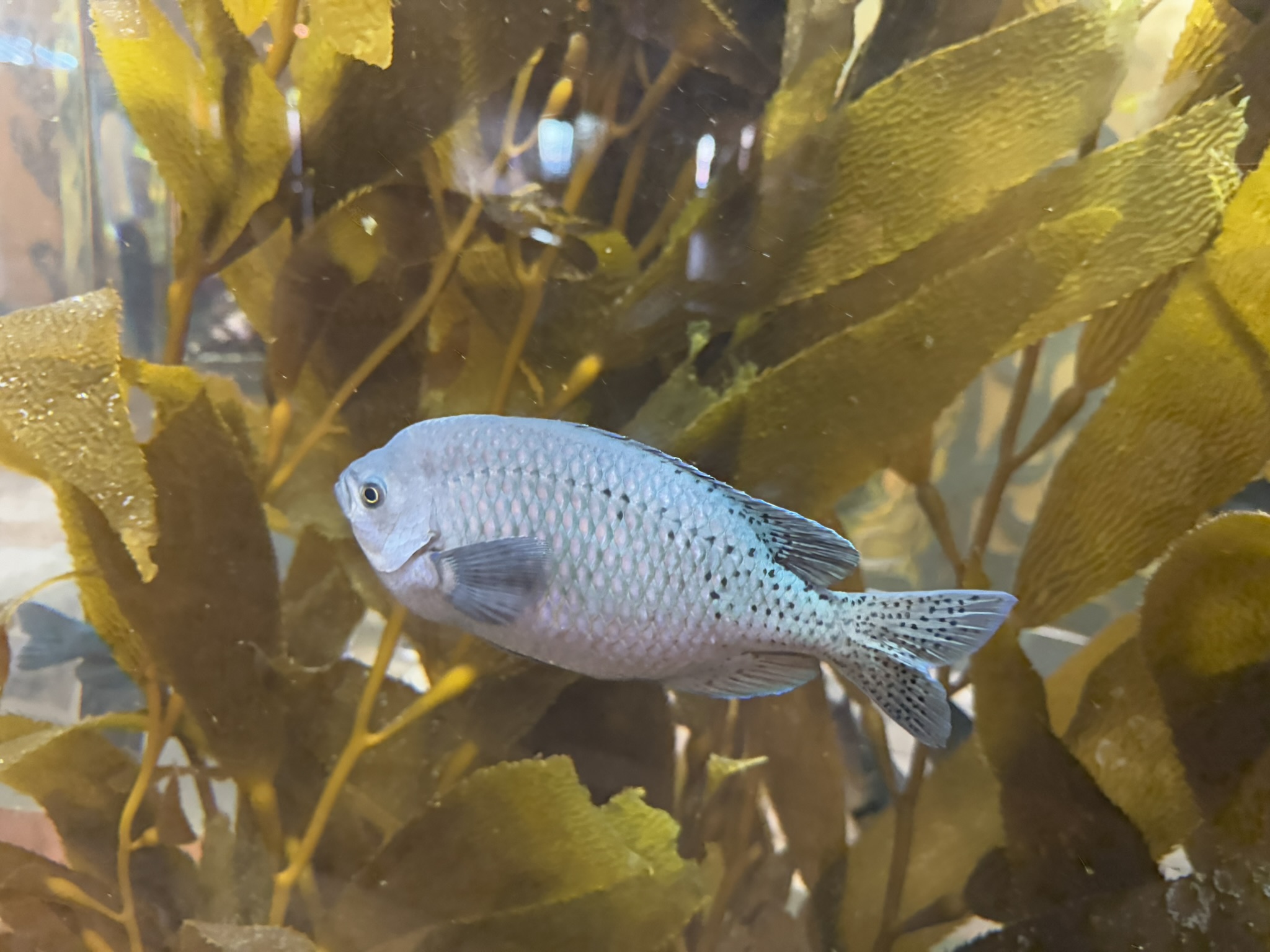 Monterey Bay Aquarium