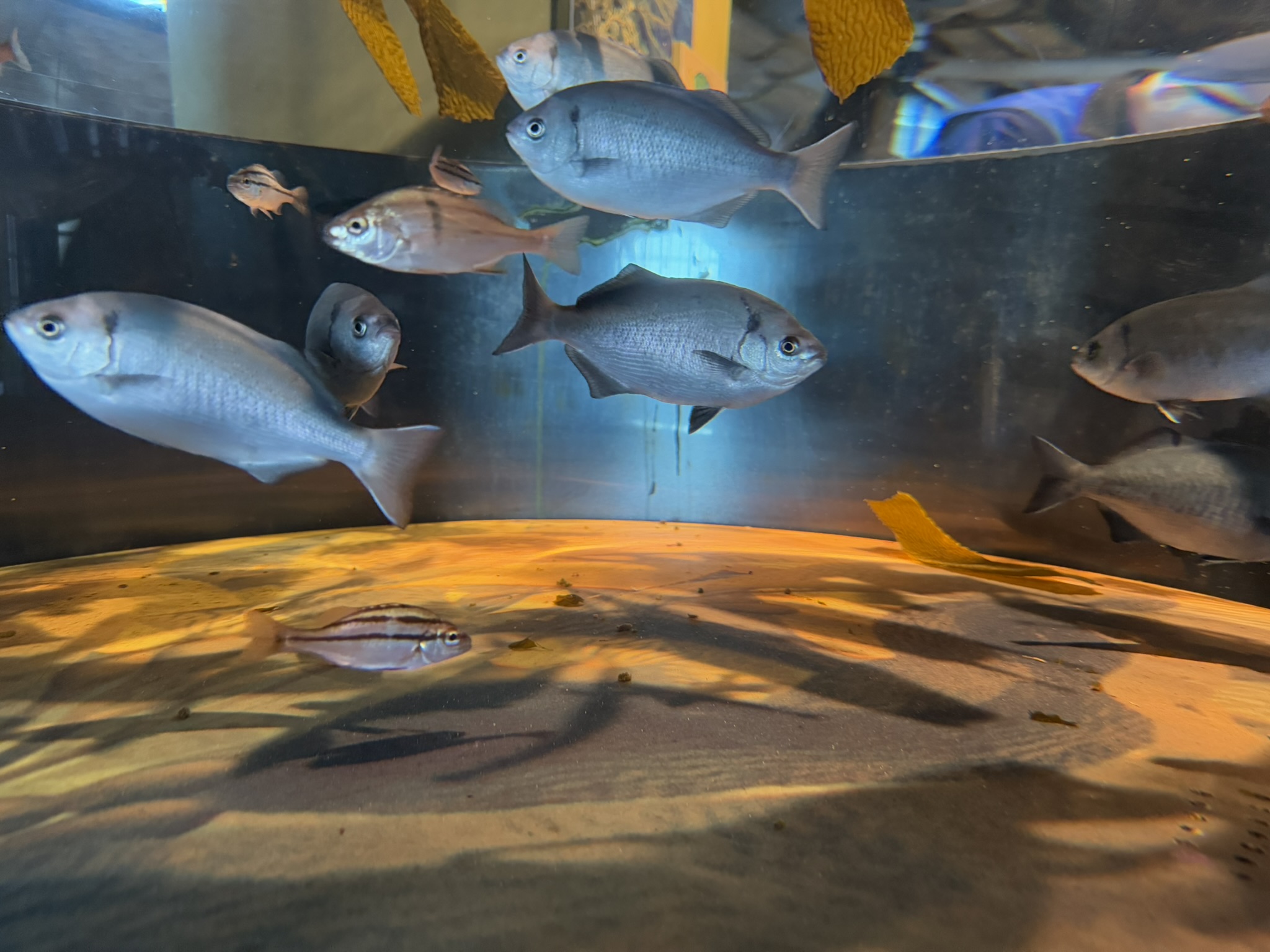 Monterey Bay Aquarium