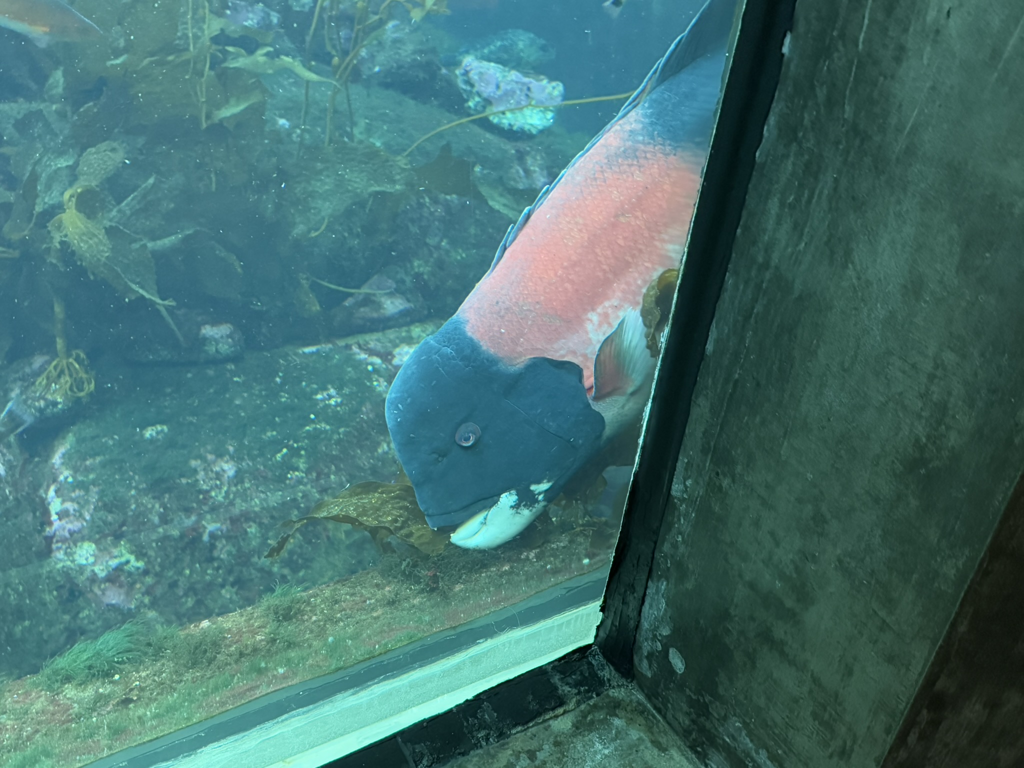 Monterey Bay Aquarium