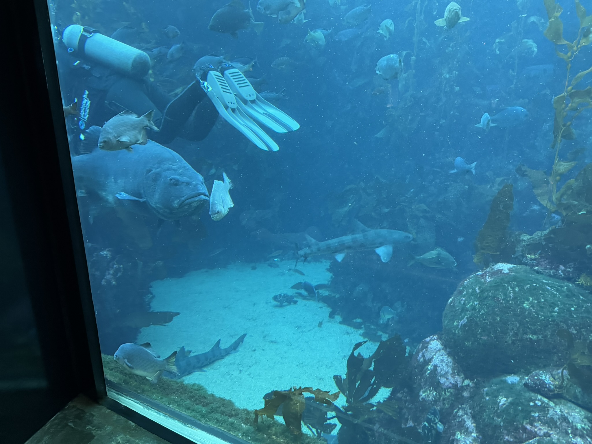 Monterey Bay Aquarium