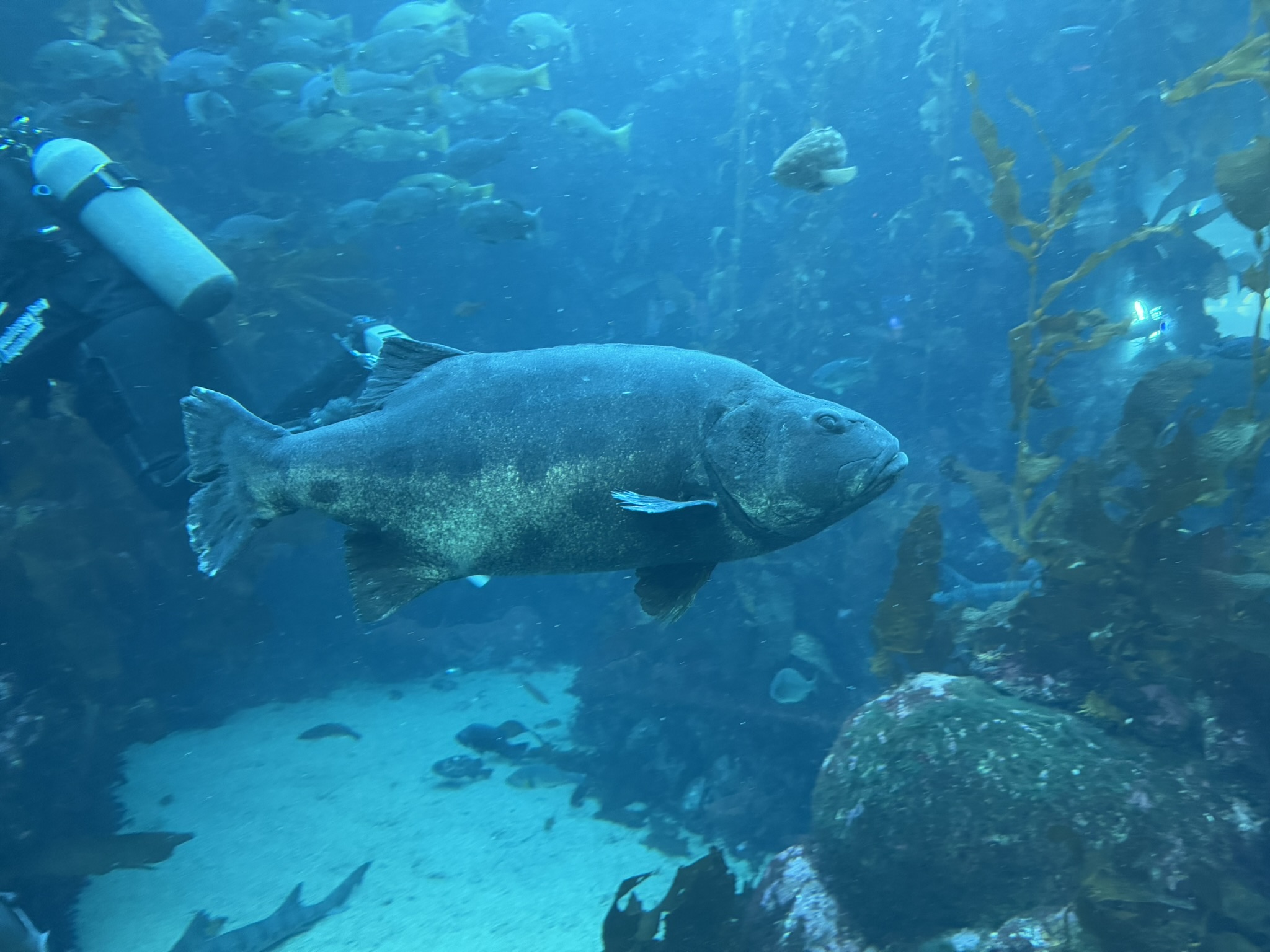 Monterey Bay Aquarium