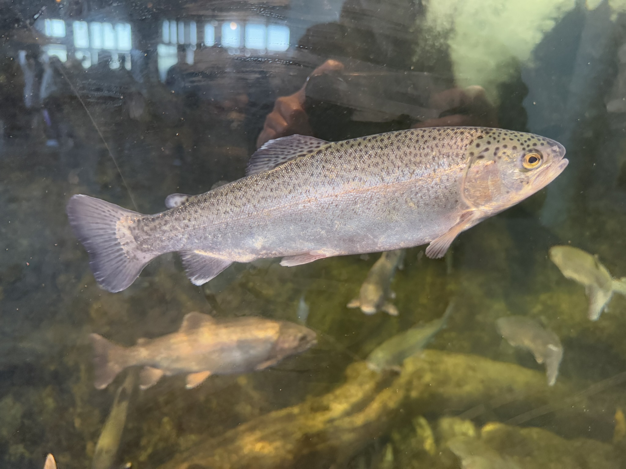 Monterey Bay Aquarium