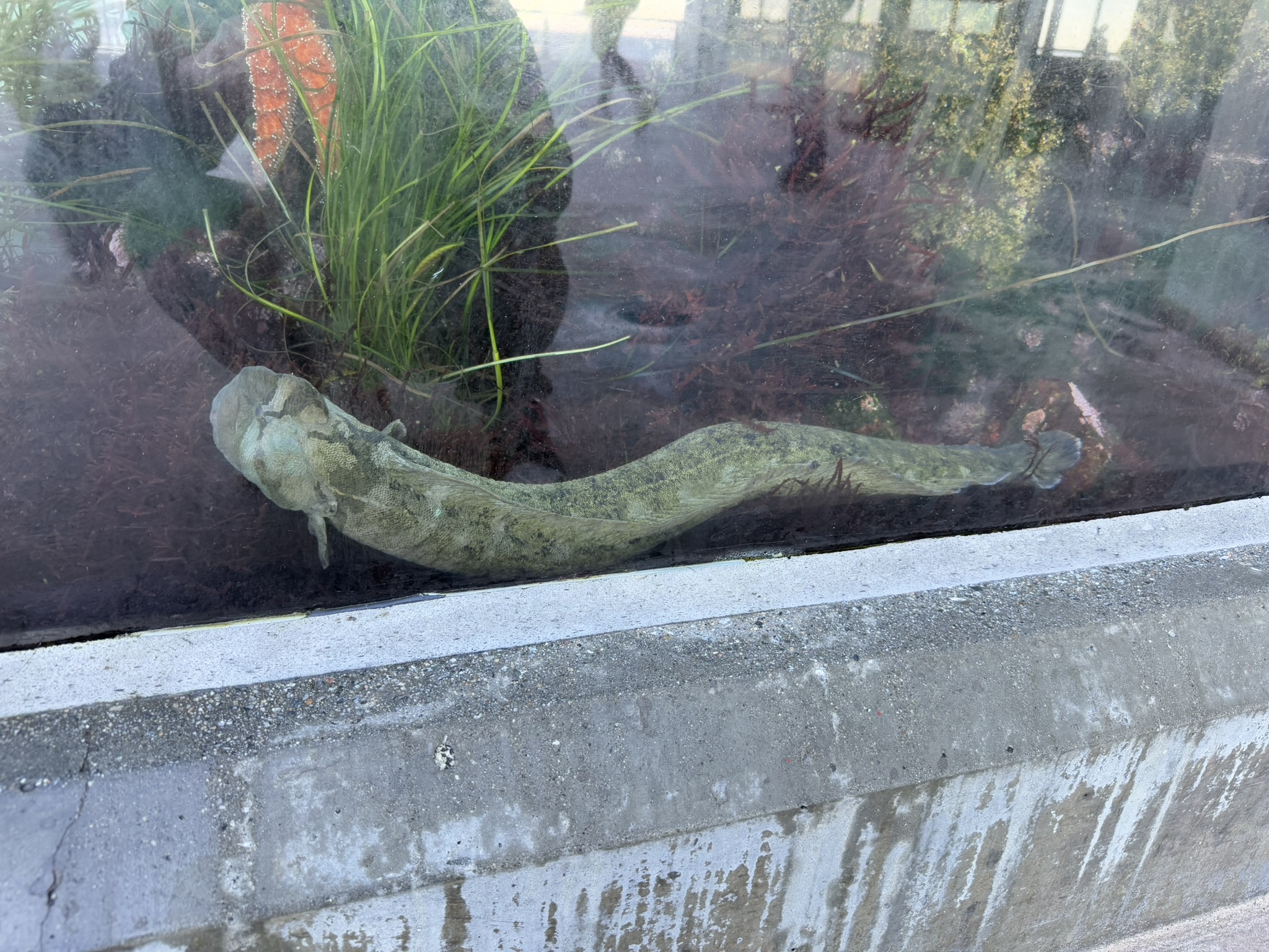 Monterey Bay Aquarium