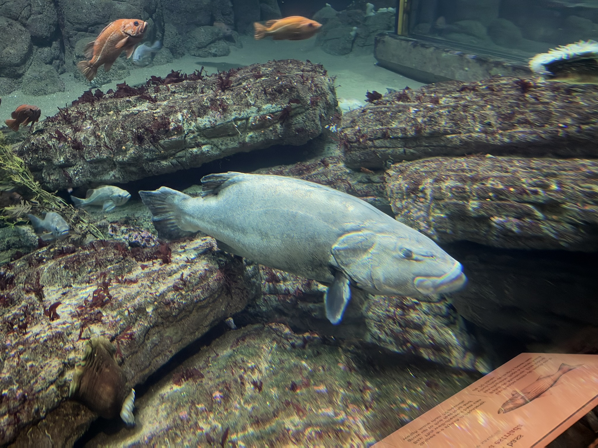 Monterey Bay Aquarium