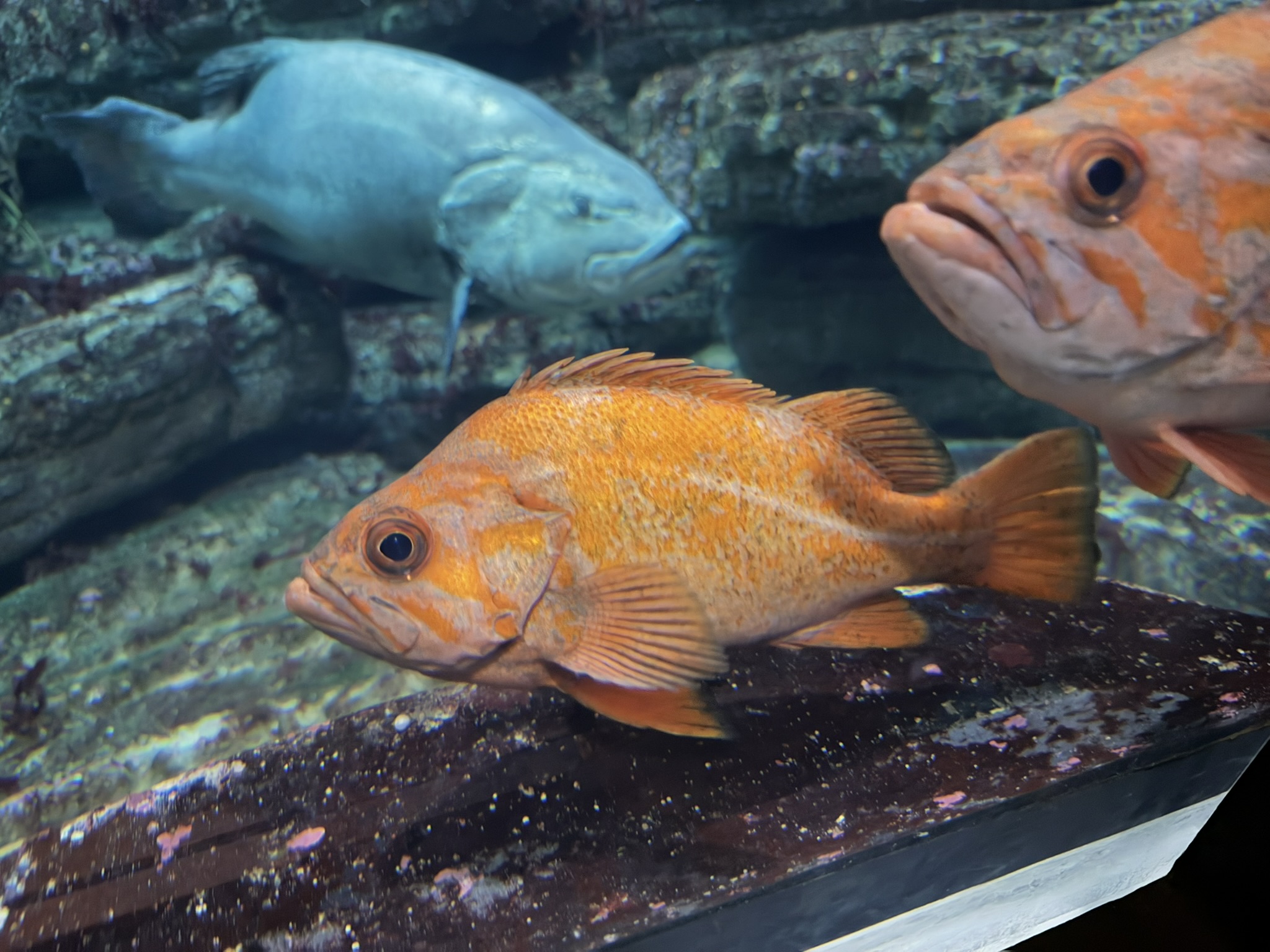 Monterey Bay Aquarium