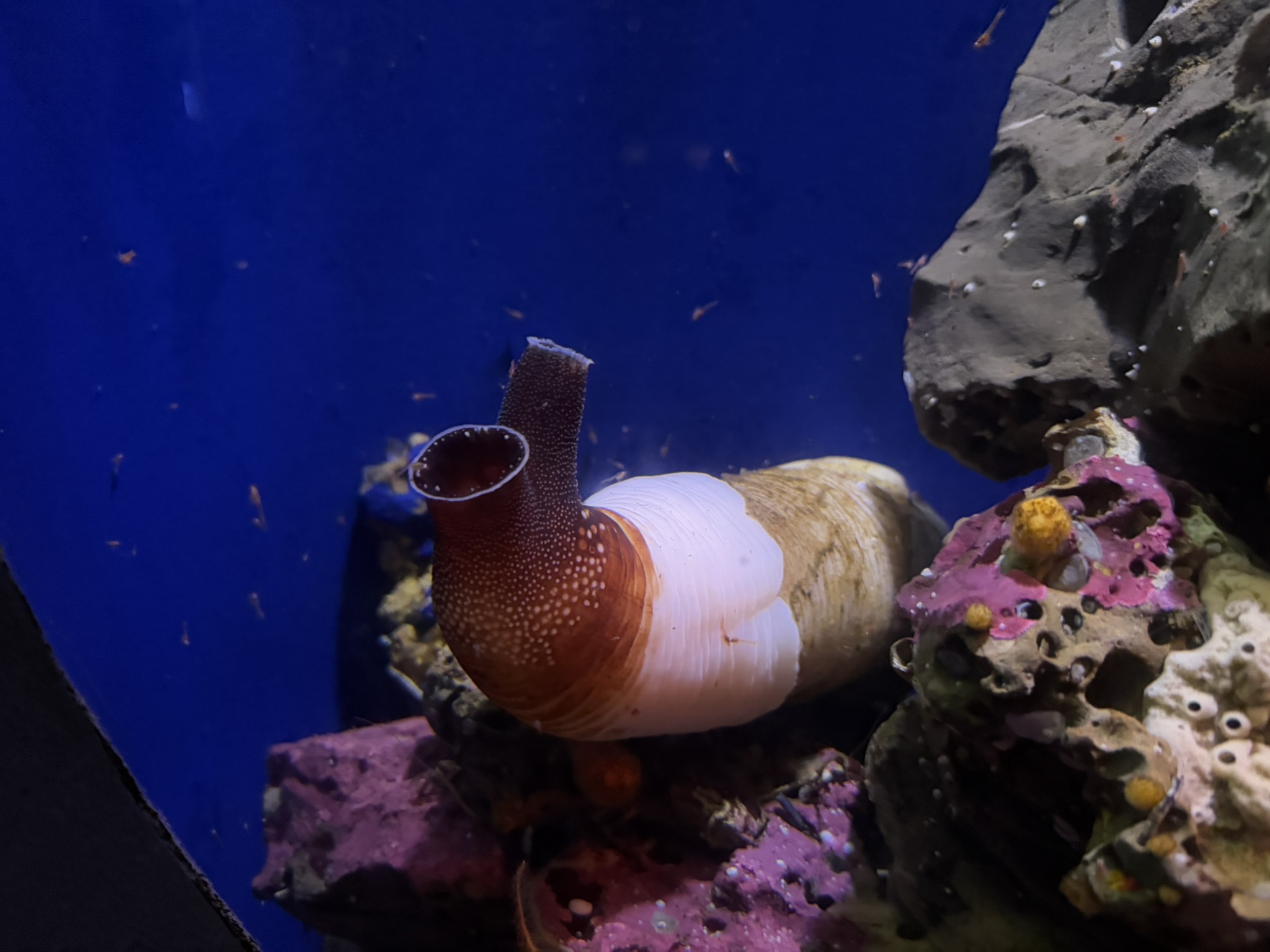 Monterey Bay Aquarium