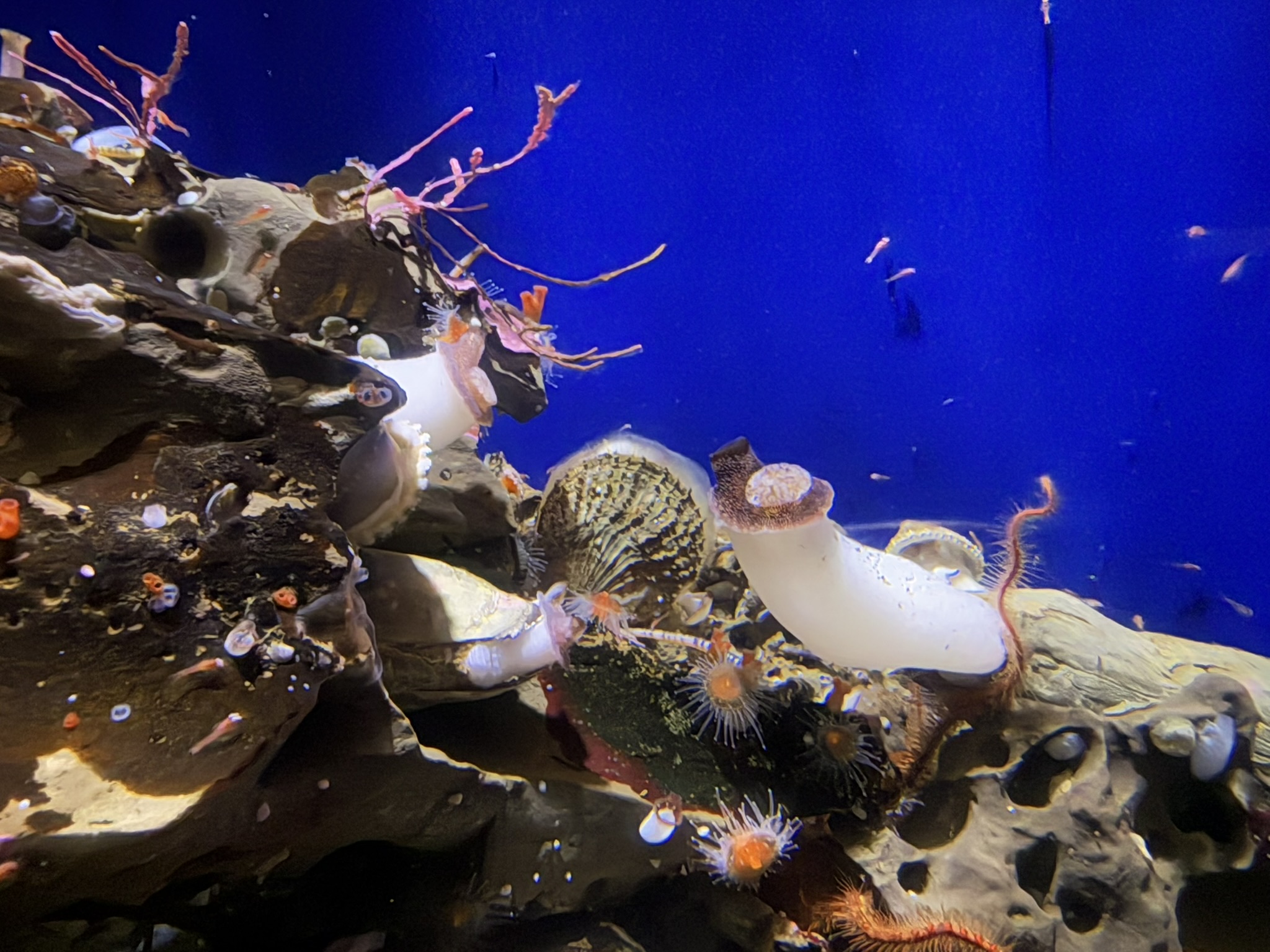 Monterey Bay Aquarium