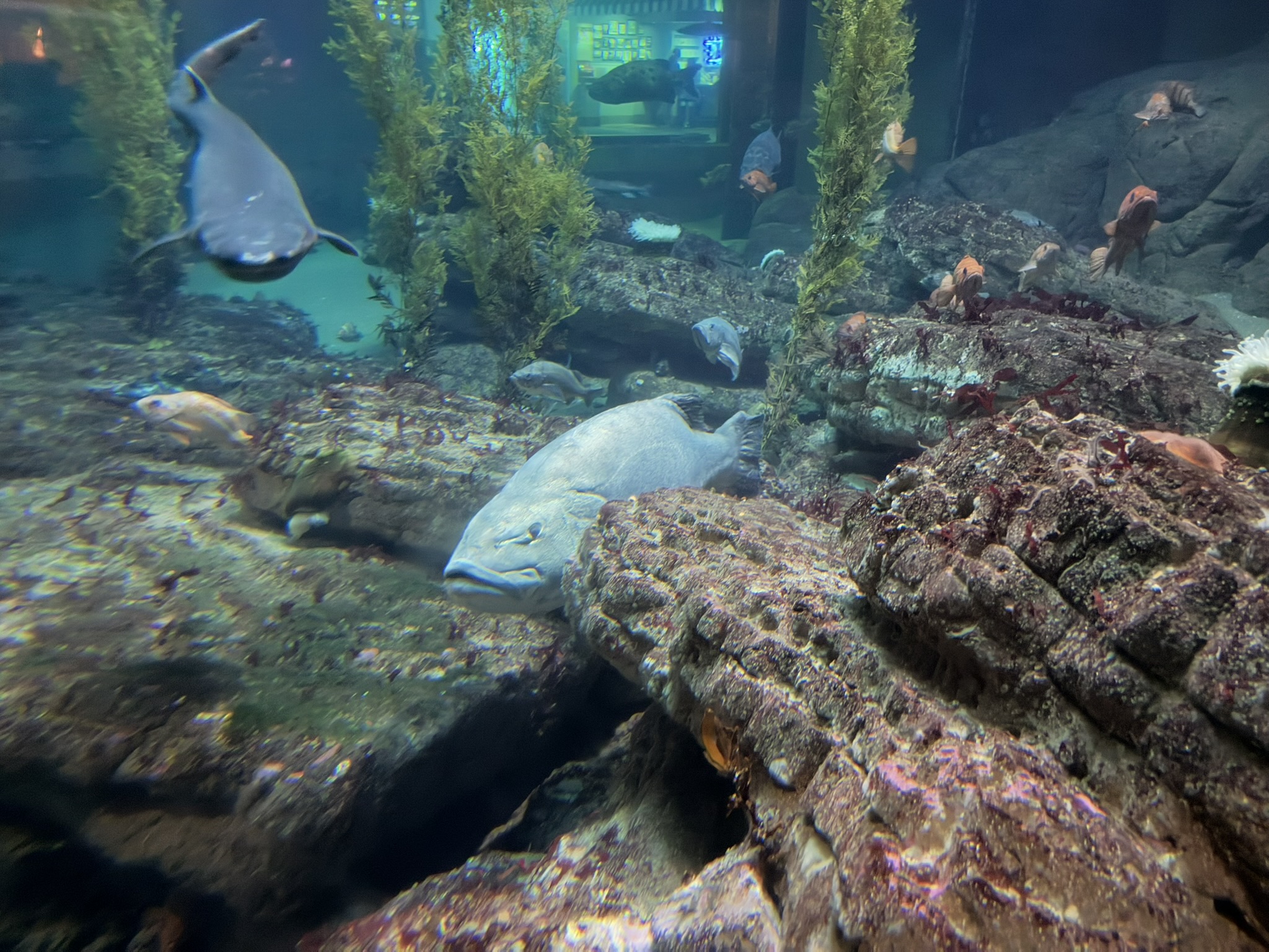 Monterey Bay Aquarium