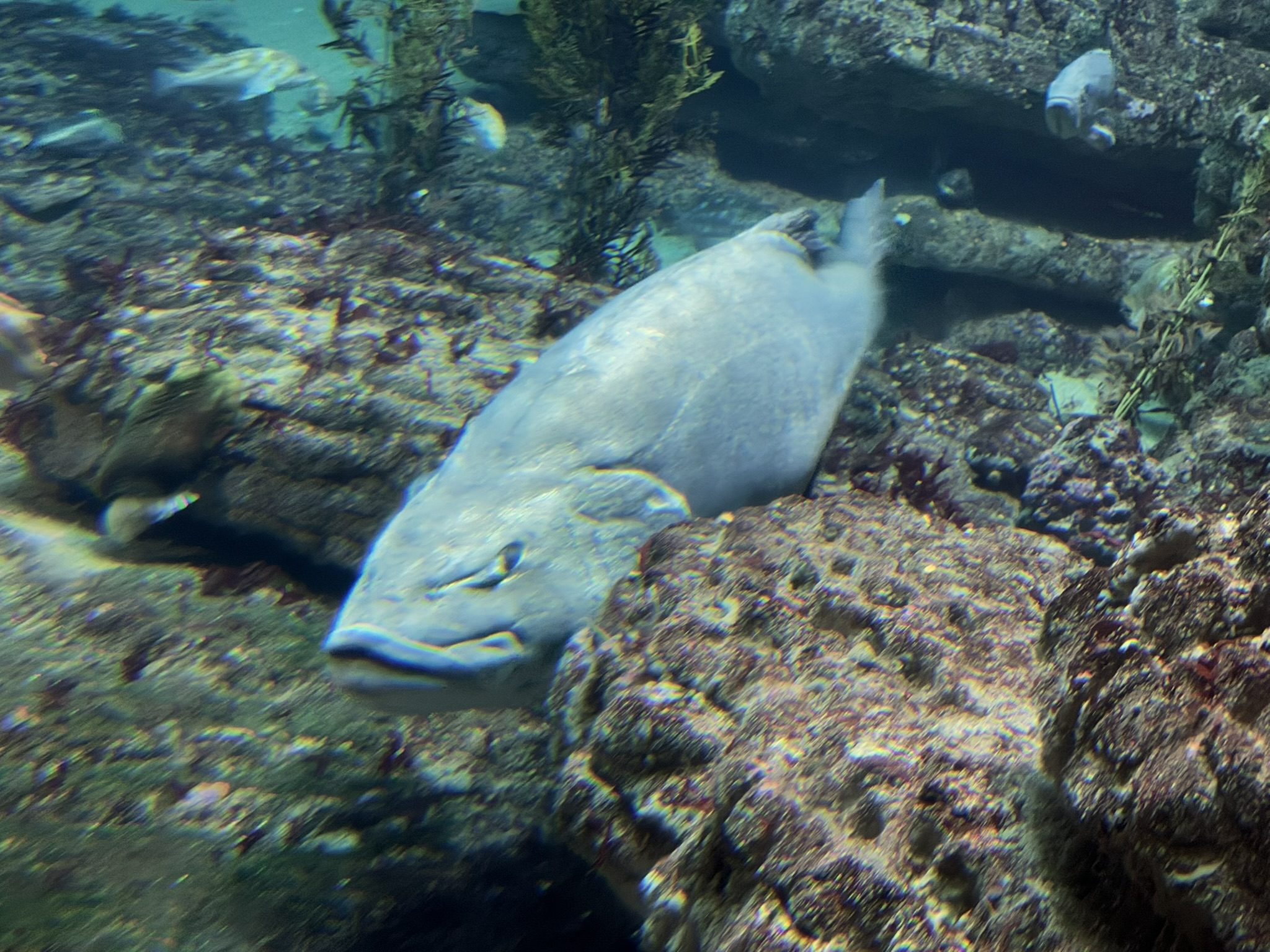 Monterey Bay Aquarium