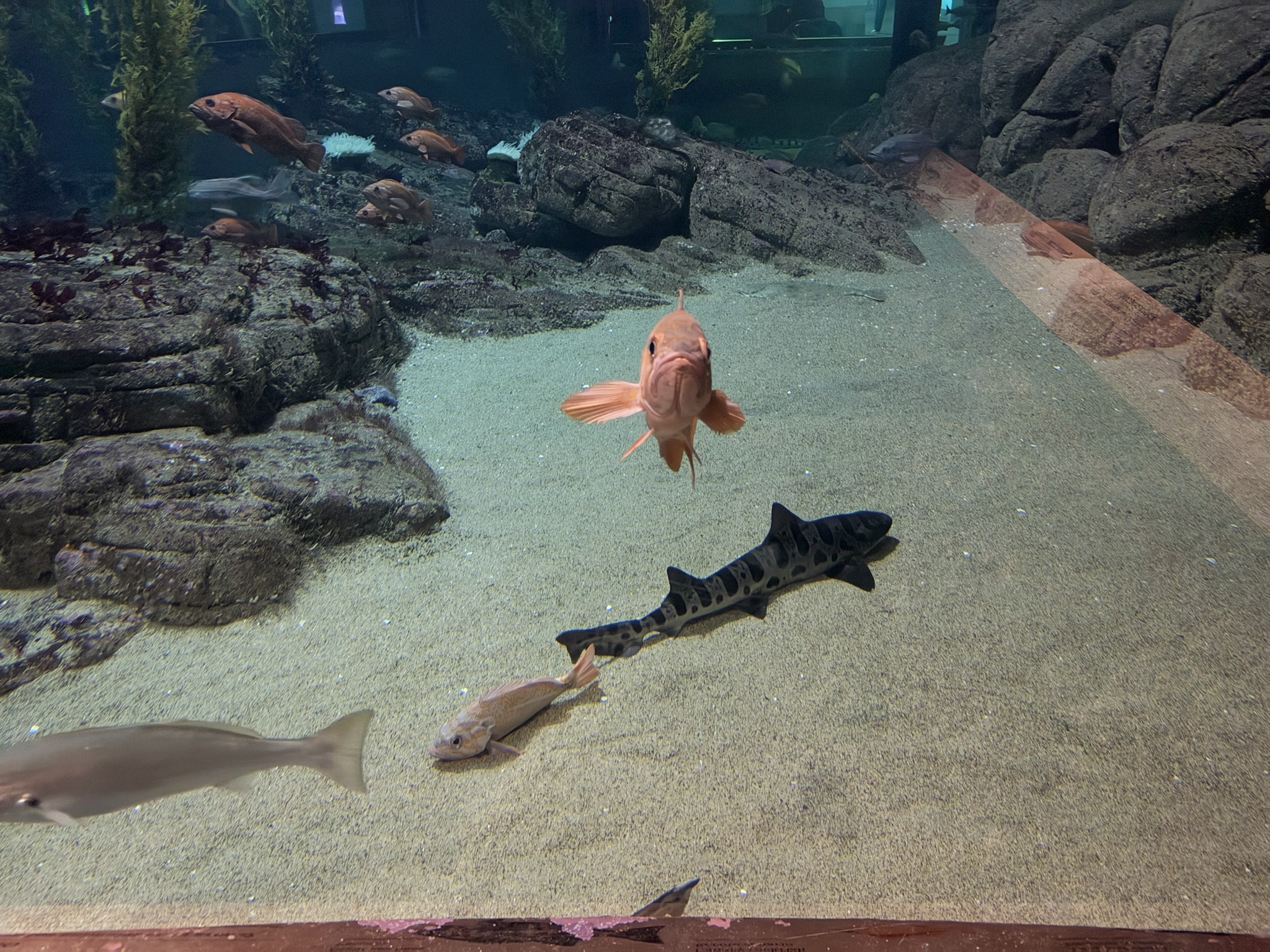 Monterey Bay Aquarium