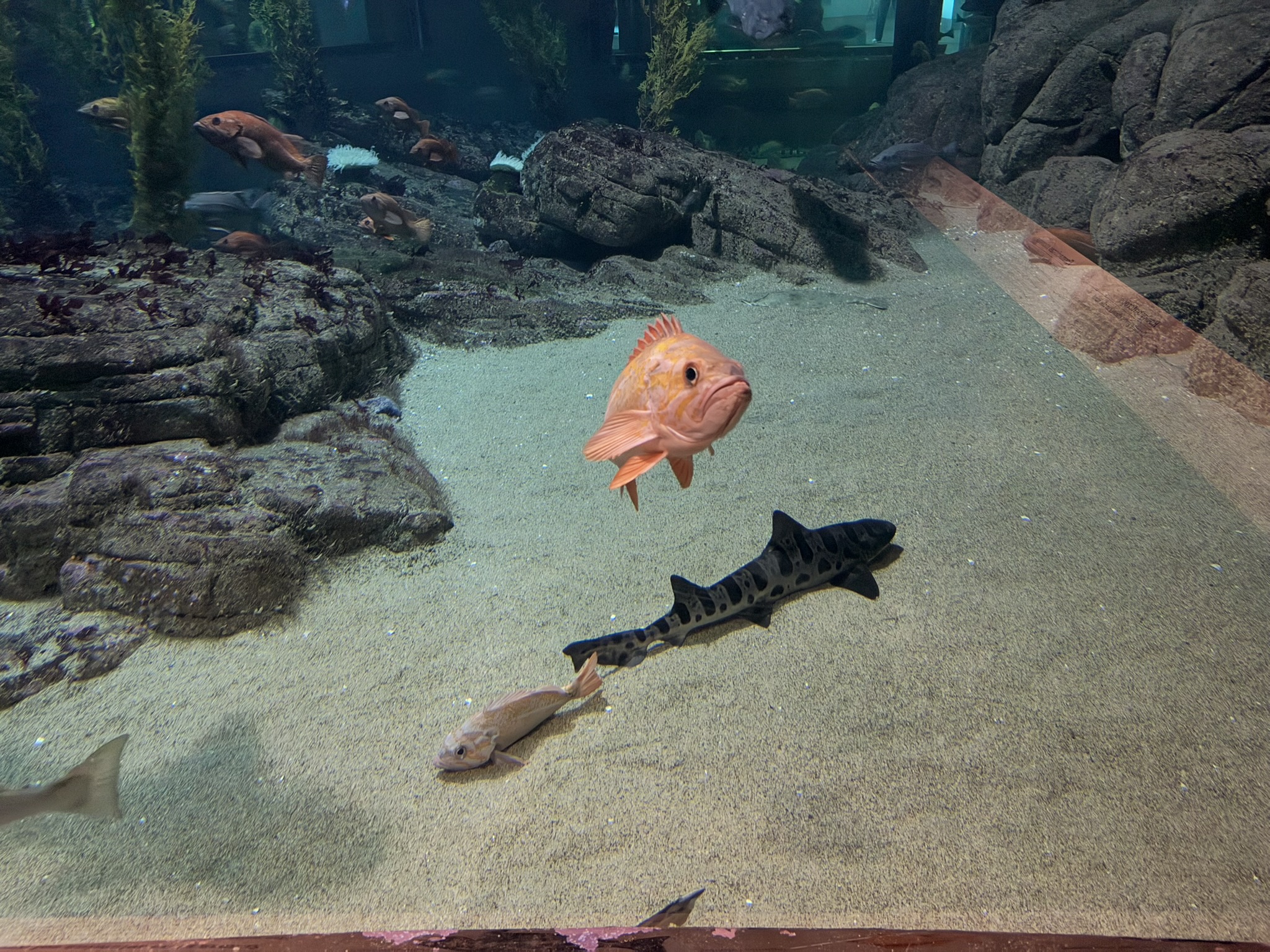 Monterey Bay Aquarium