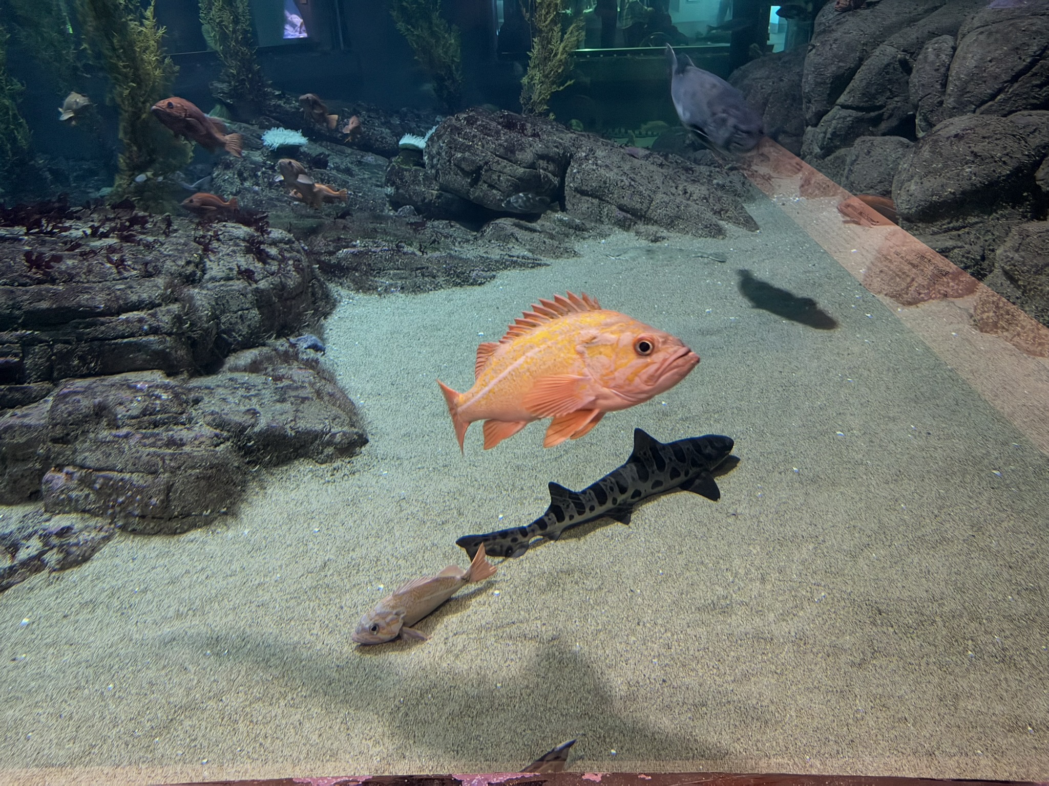 Monterey Bay Aquarium