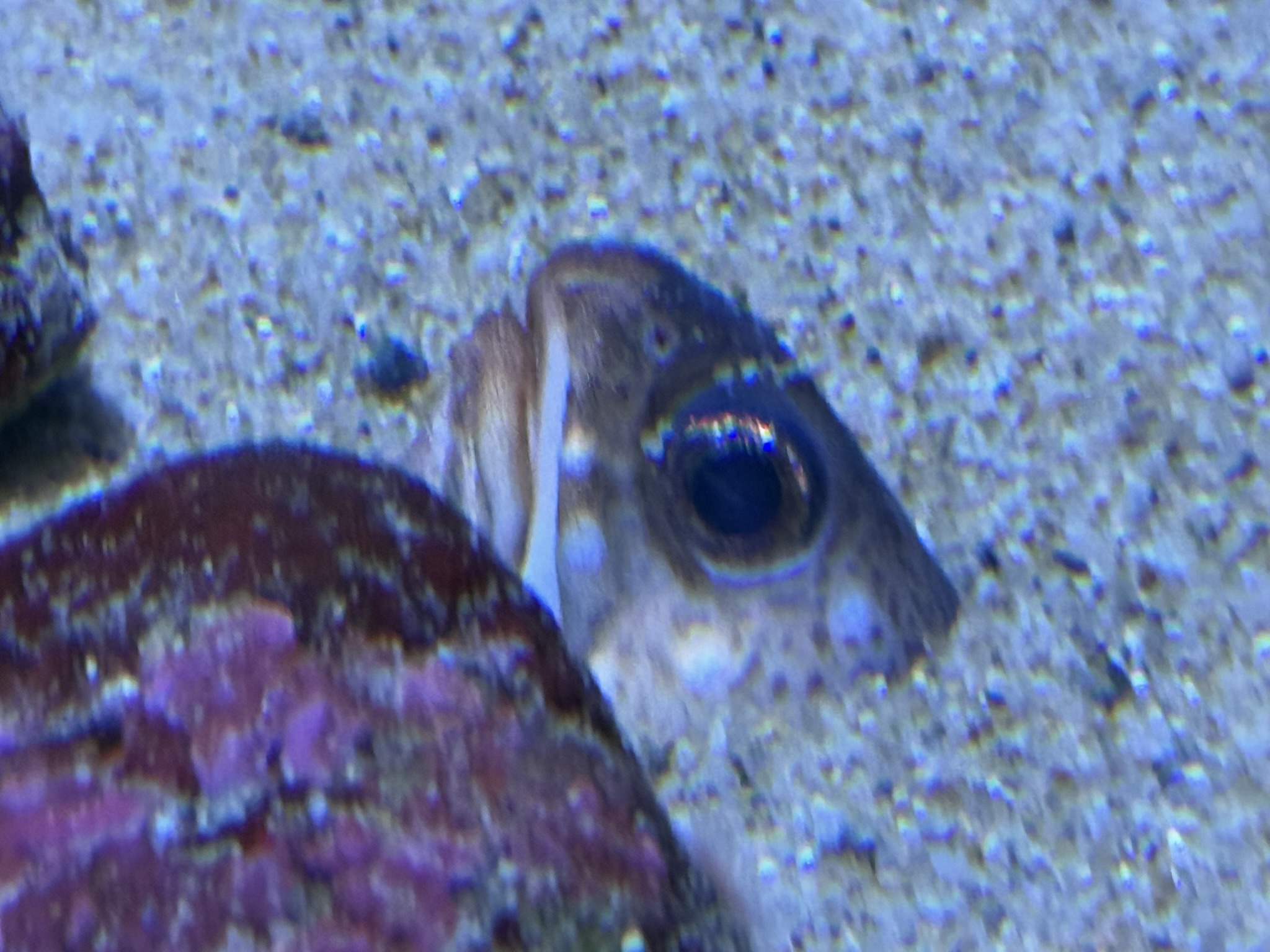 Monterey Bay Aquarium