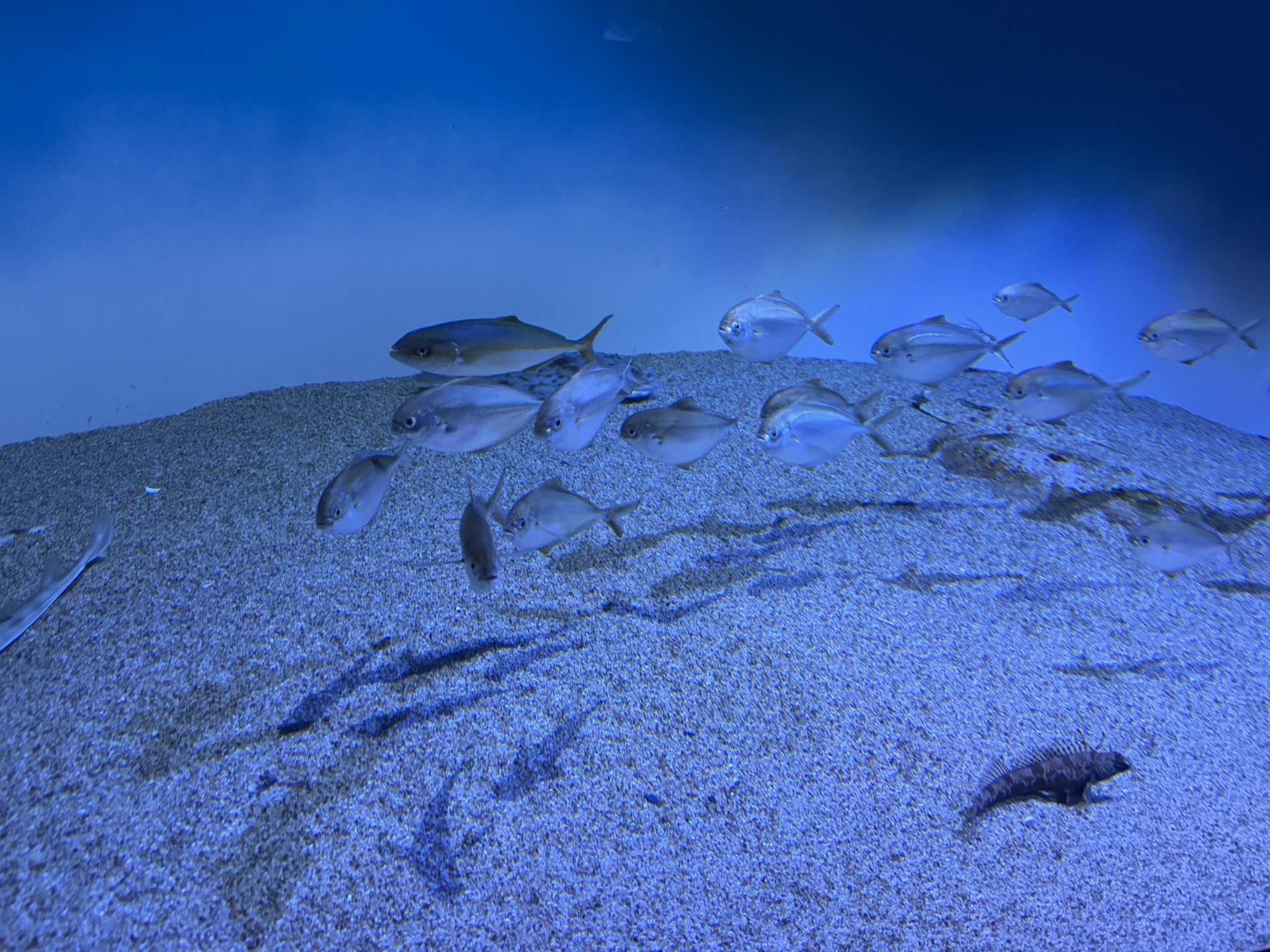 Monterey Bay Aquarium