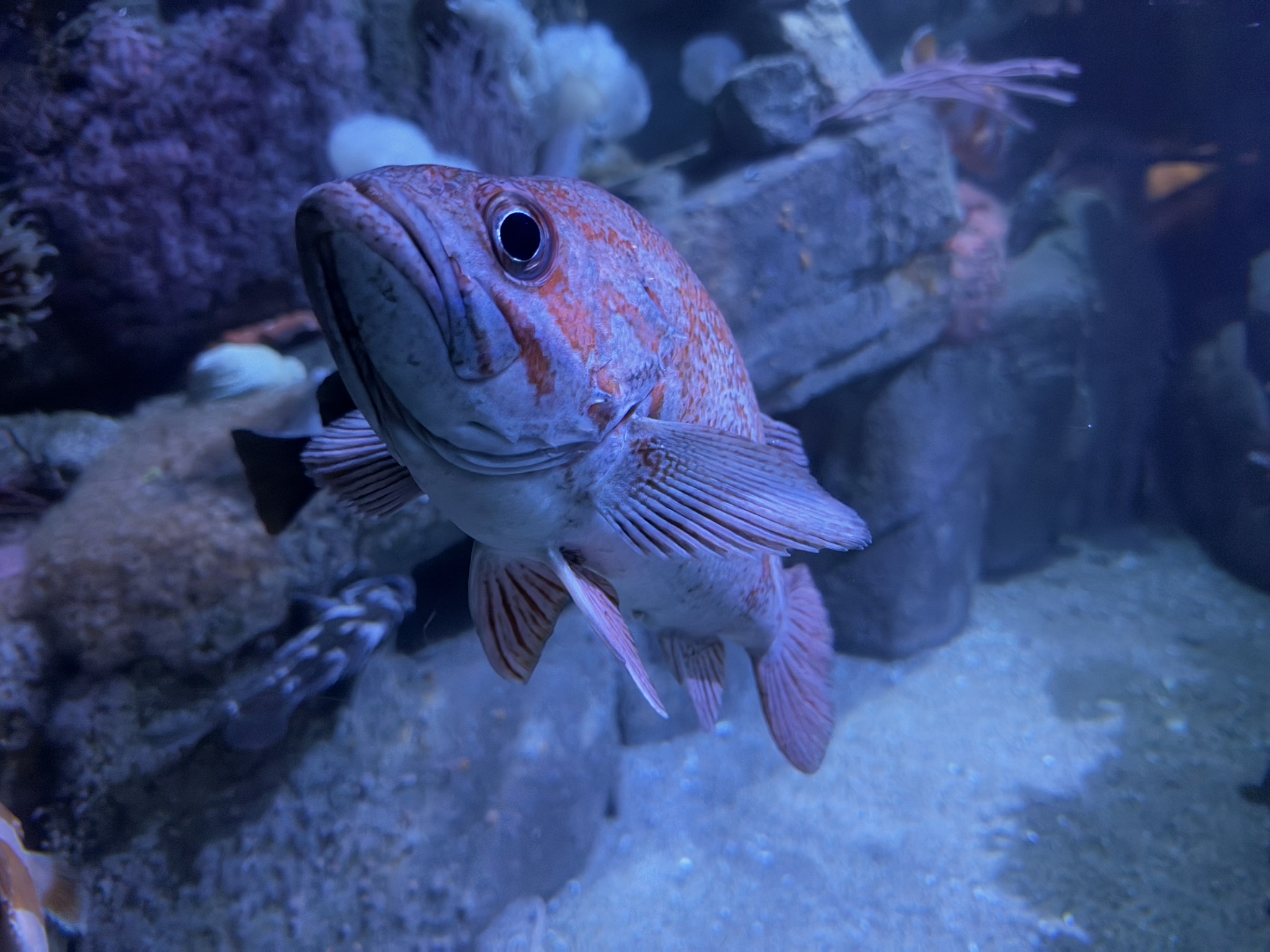 Monterey Bay Aquarium