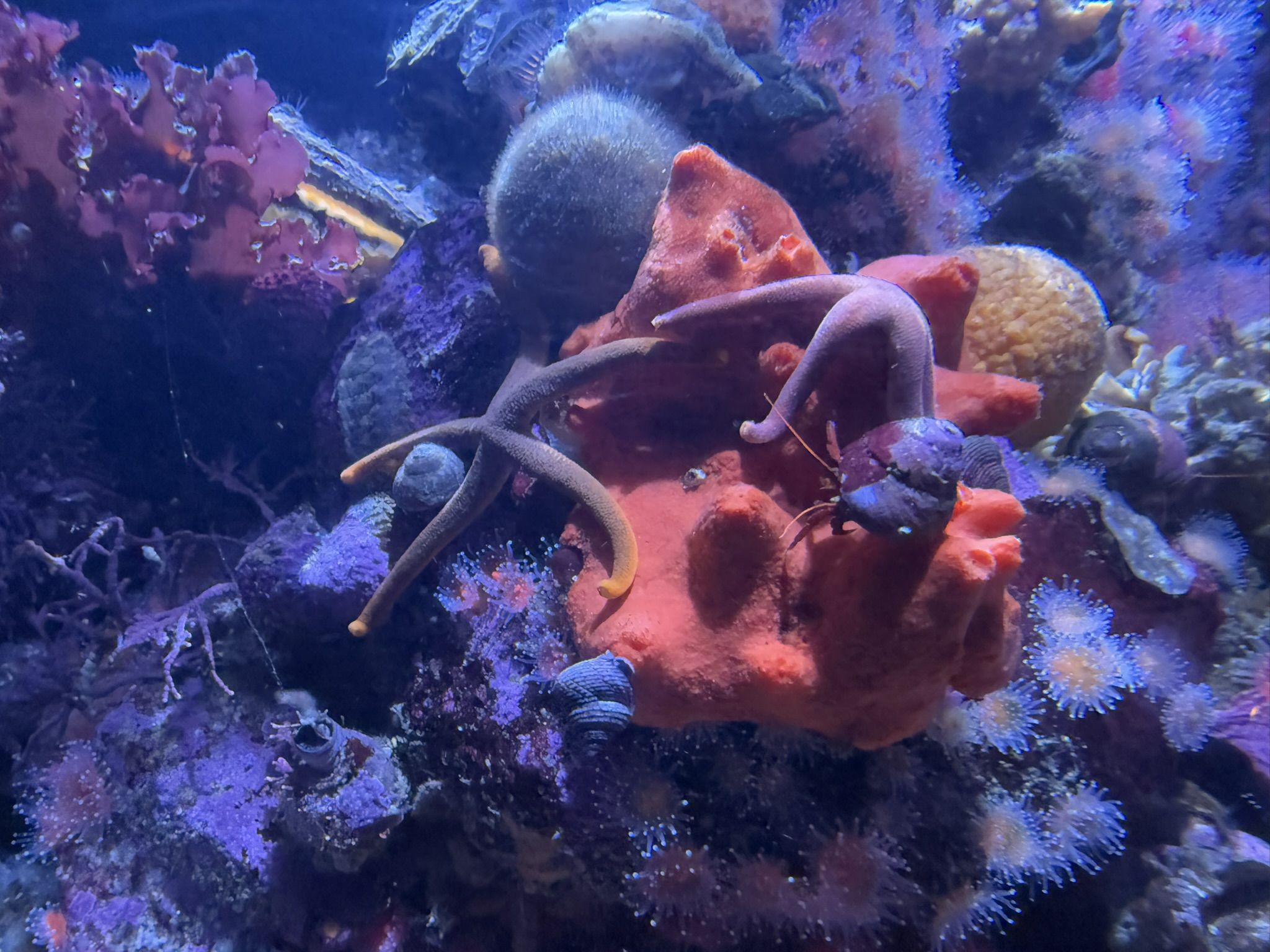 Monterey Bay Aquarium