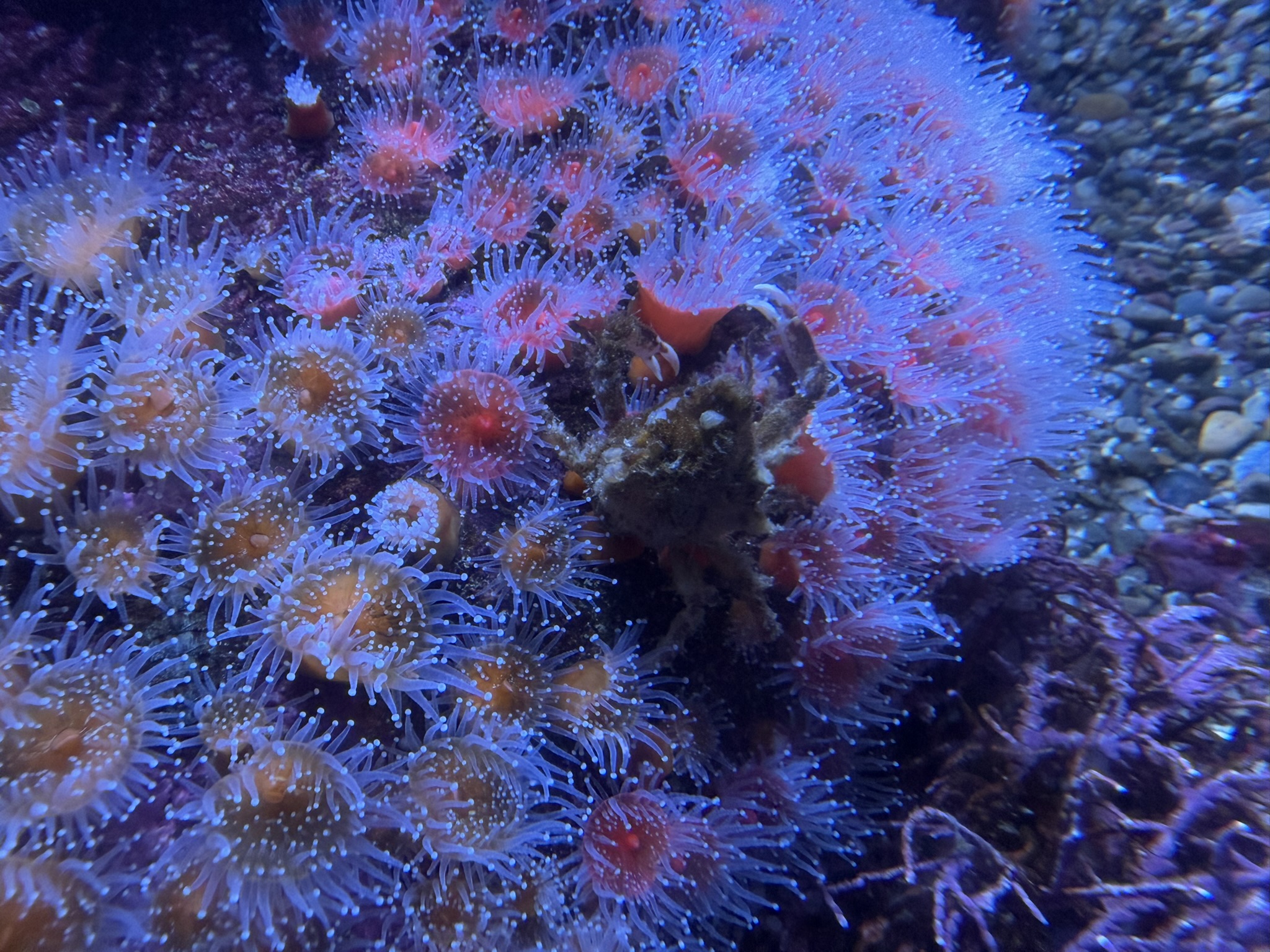 Monterey Bay Aquarium