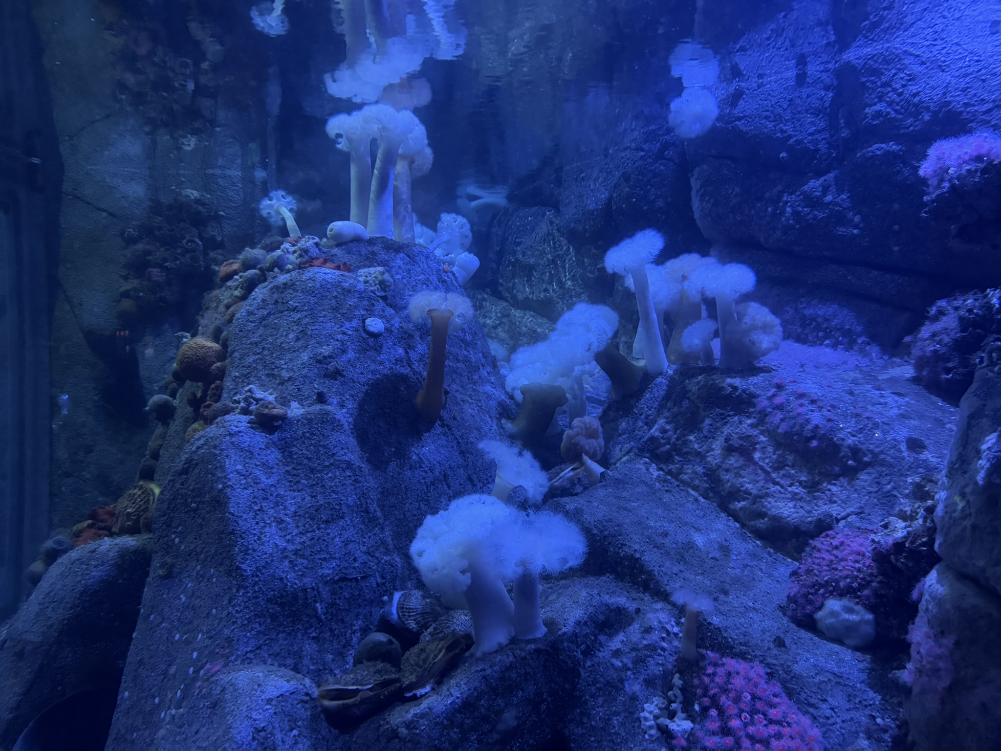 Monterey Bay Aquarium