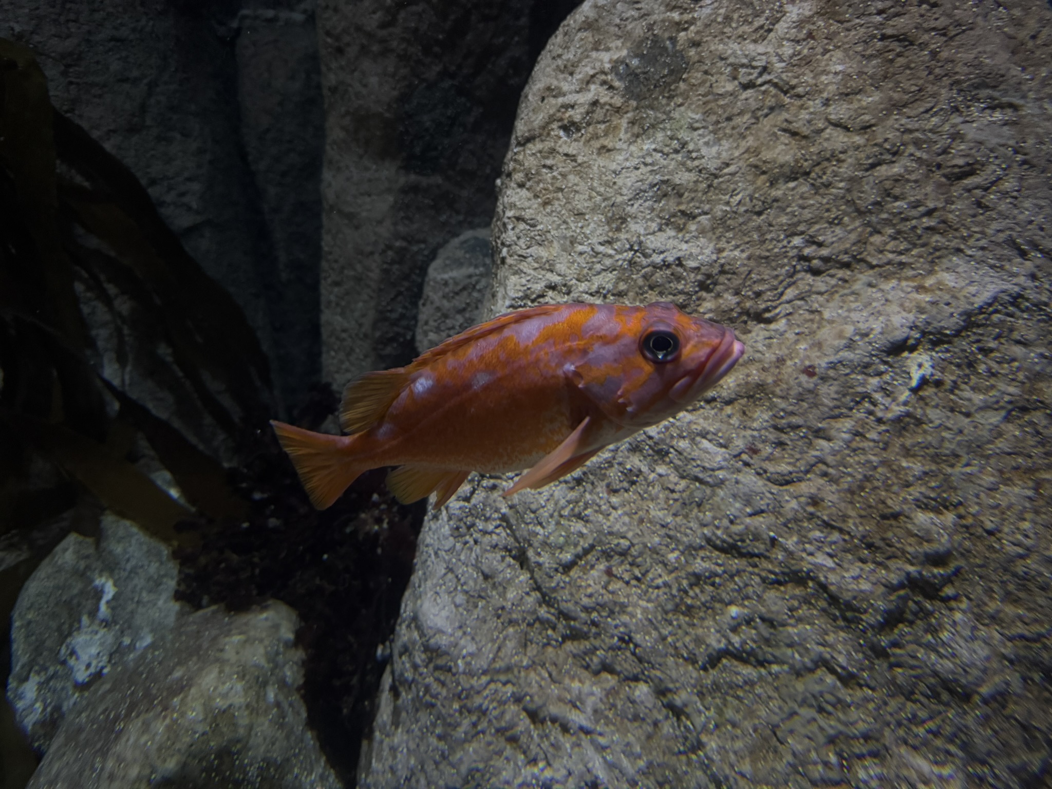 Monterey Bay Aquarium