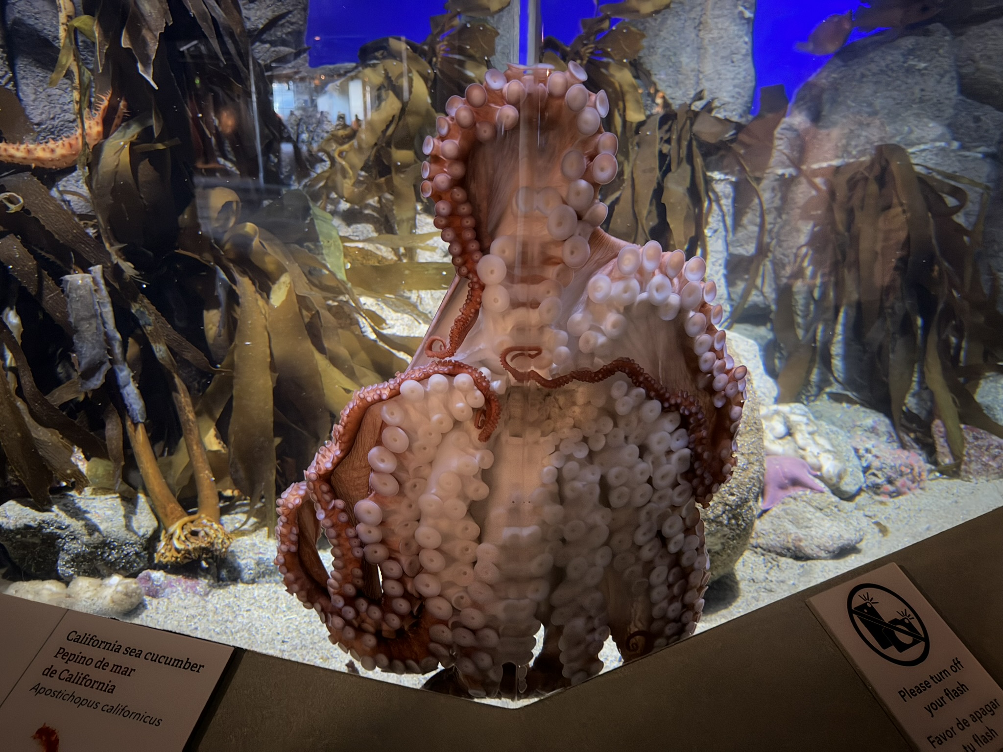 Monterey Bay Aquarium