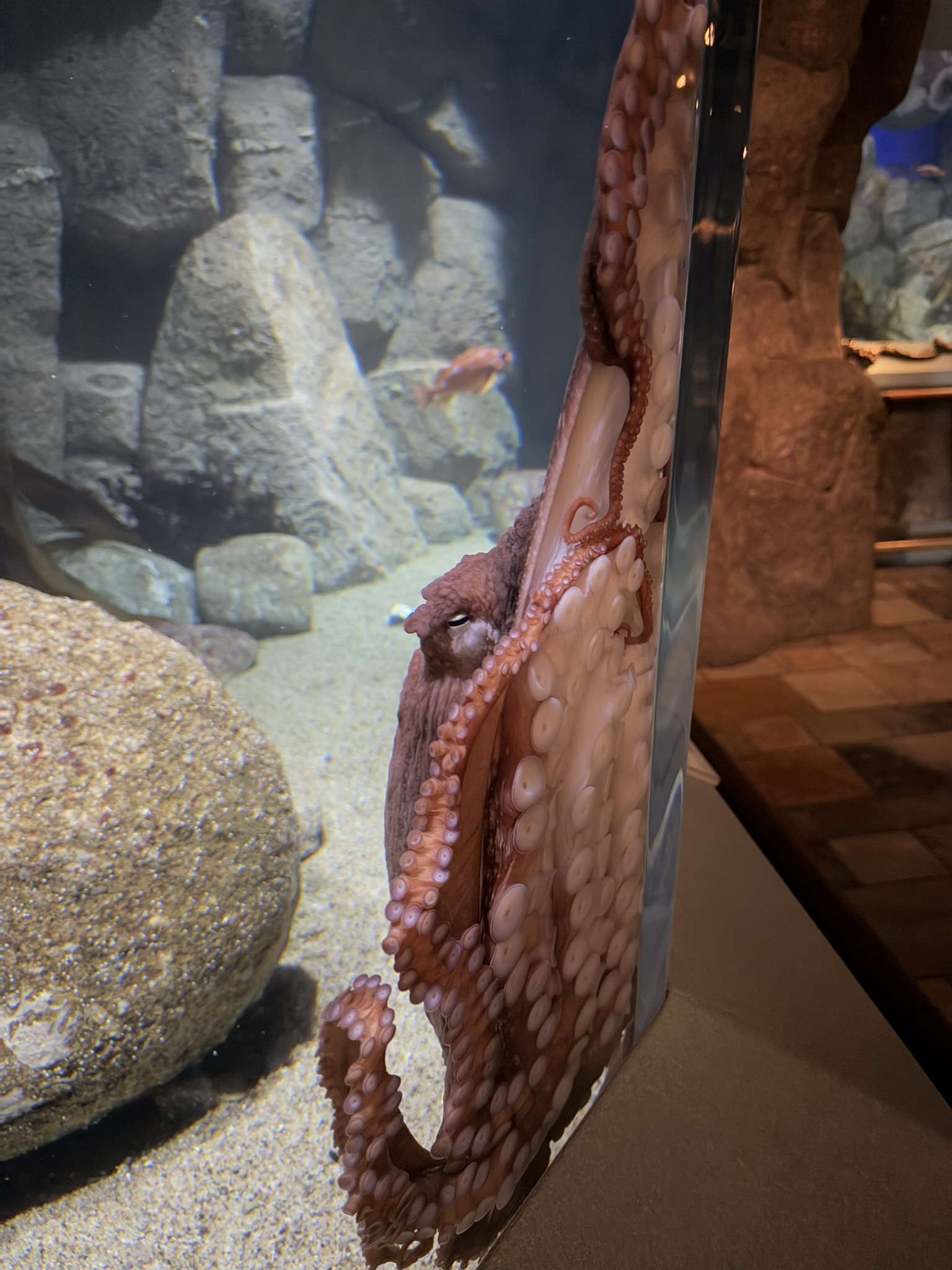 Monterey Bay Aquarium