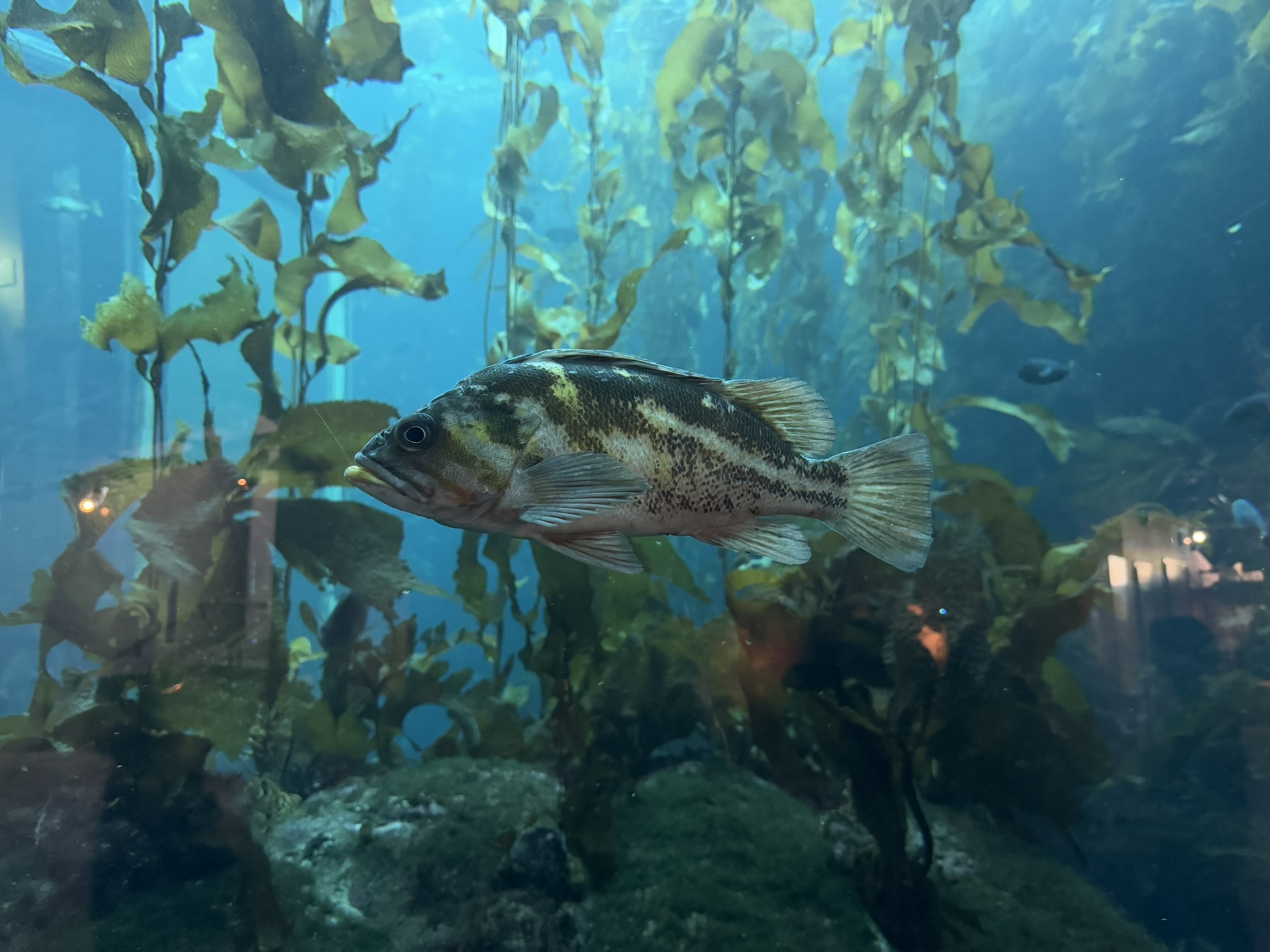 Monterey Bay Aquarium