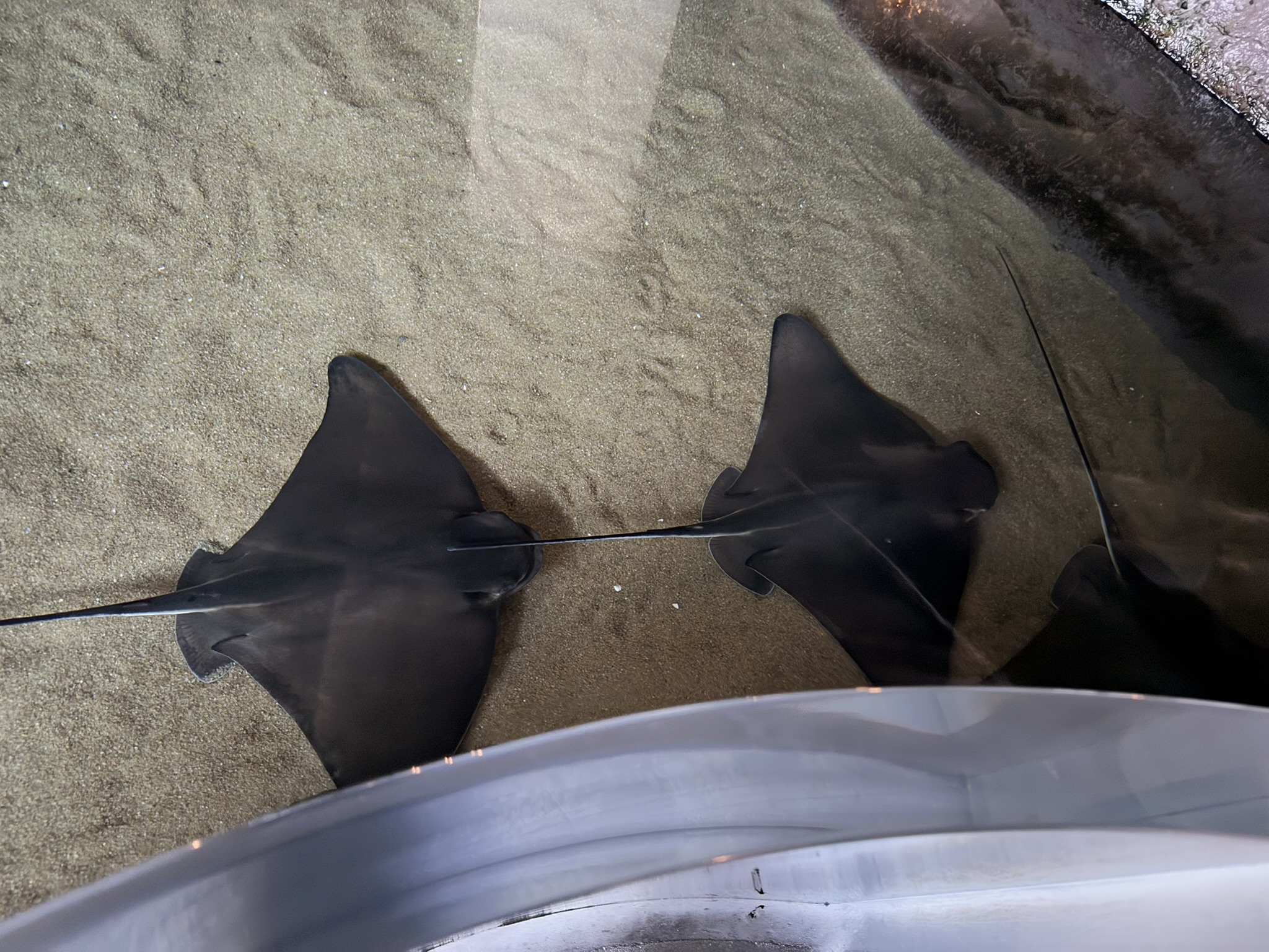 Monterey Bay Aquarium