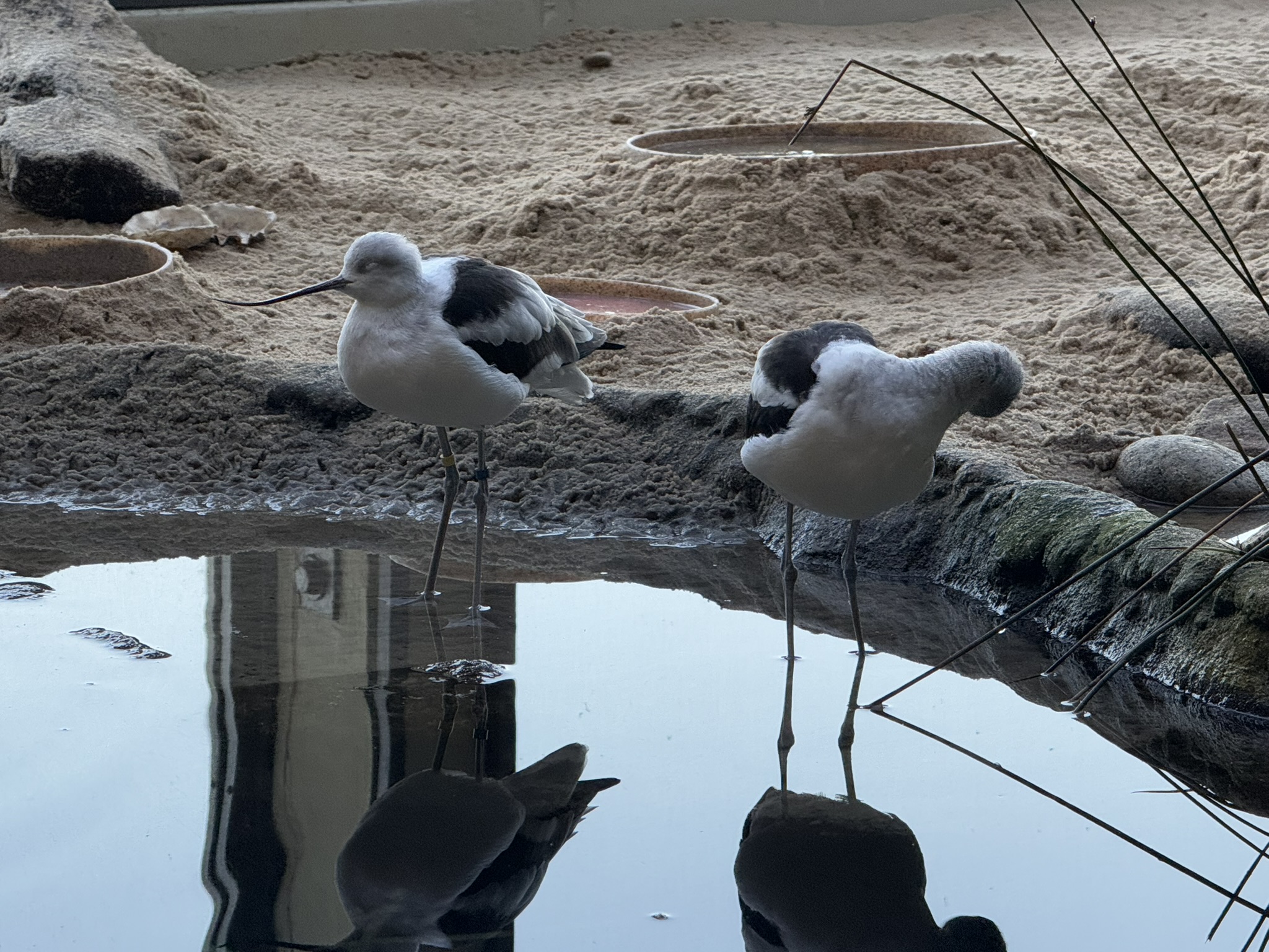 Monterey Bay Aquarium