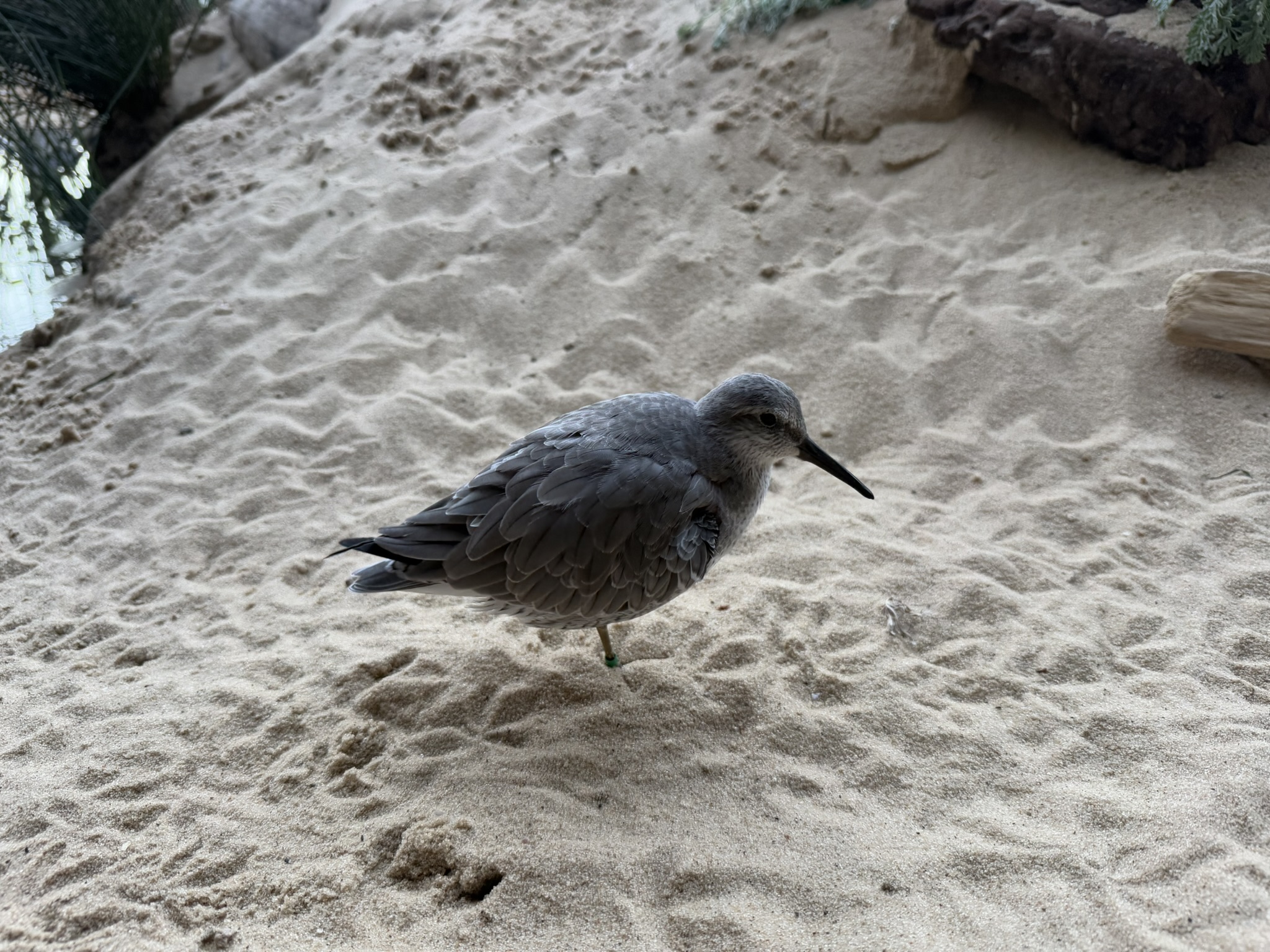 Monterey Bay Aquarium