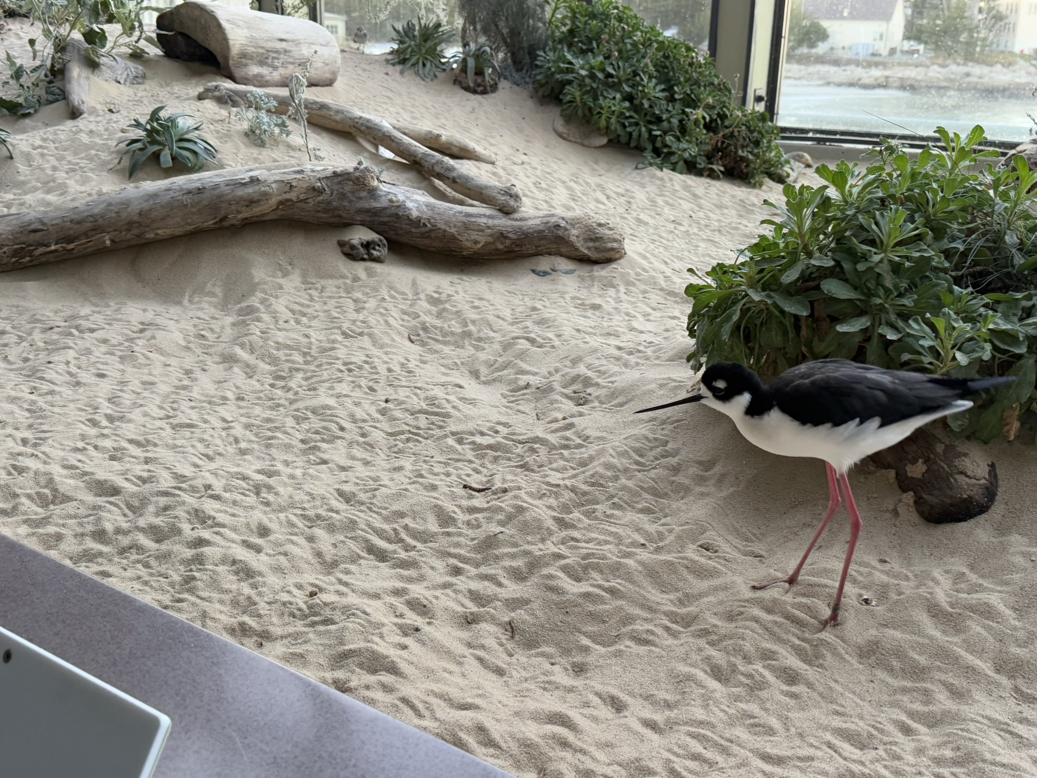 Monterey Bay Aquarium