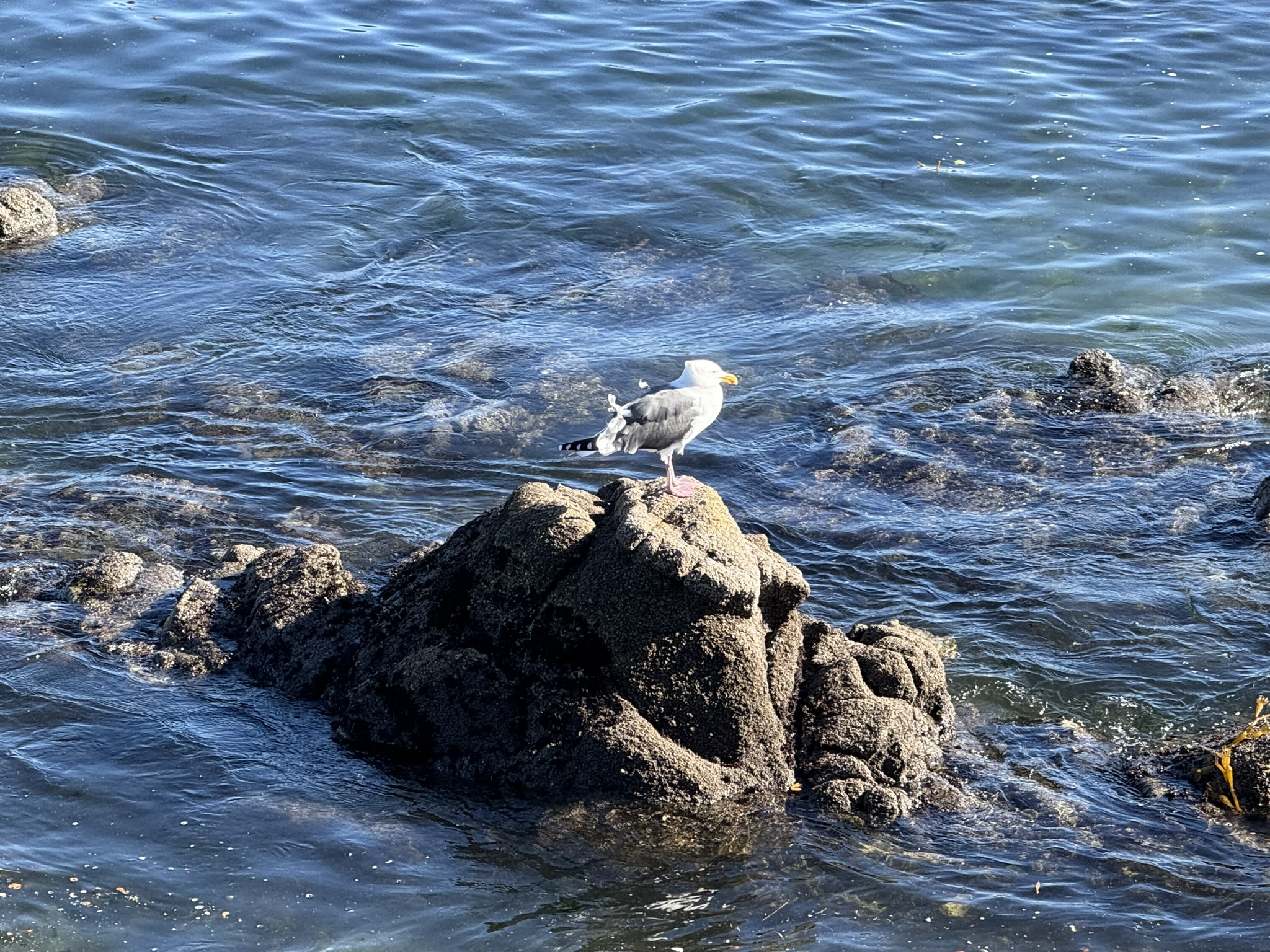 Monterey Bay Coastal Trail