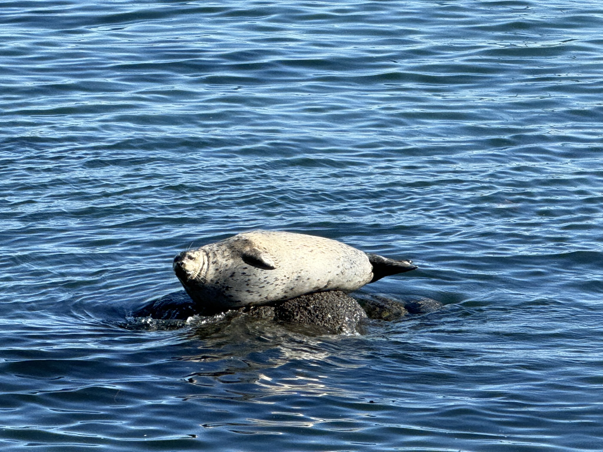 Monterey Bay Coastal Trail