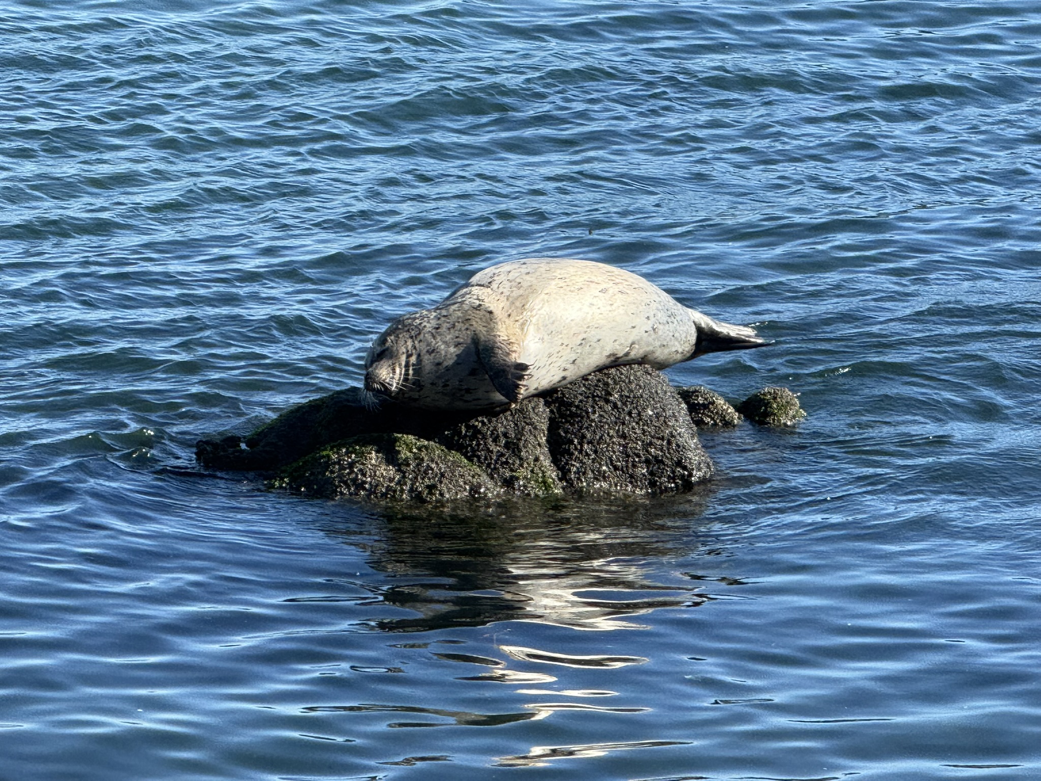 Monterey Bay Coastal Trail