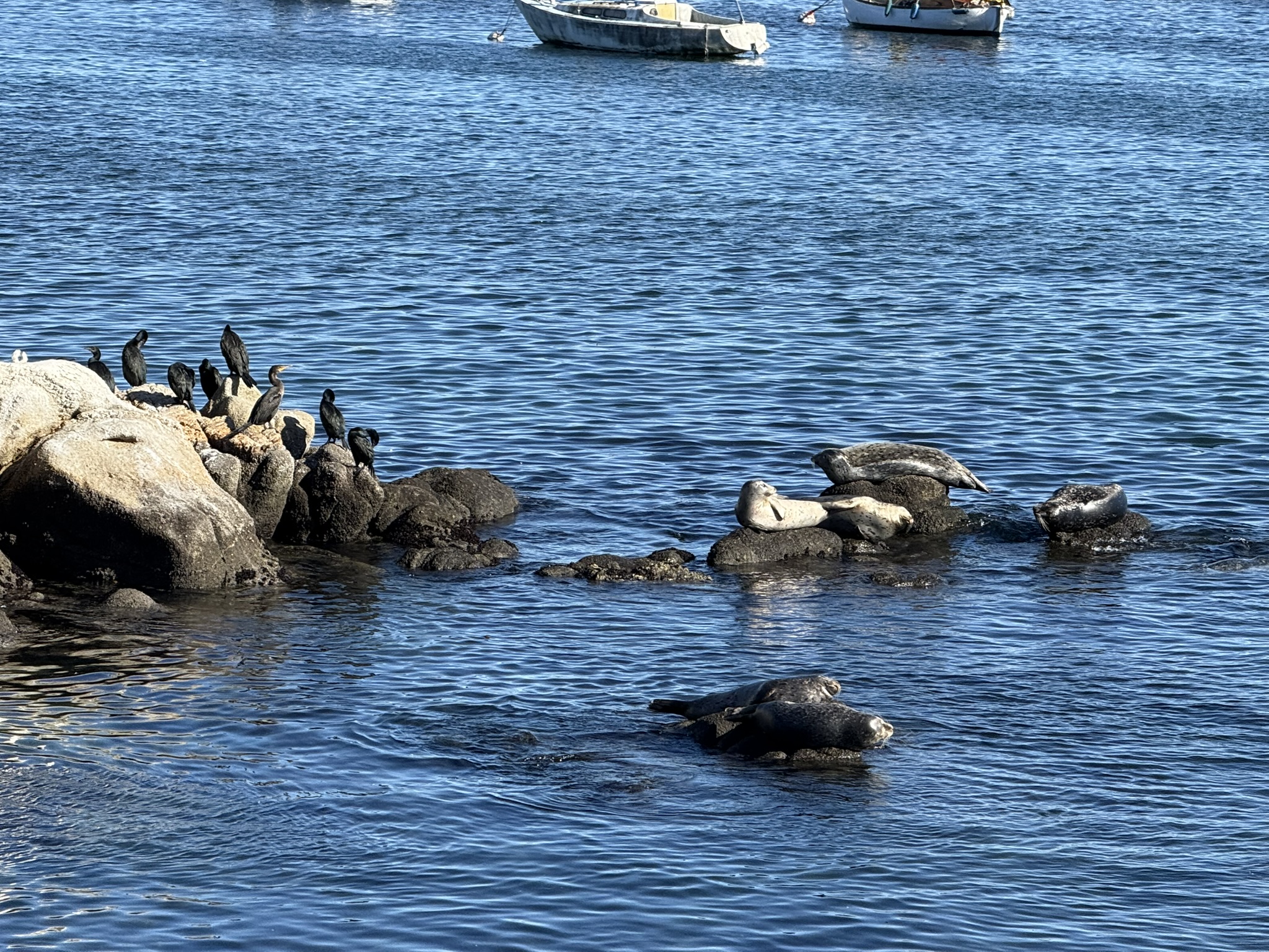 Monterey Bay Coastal Trail