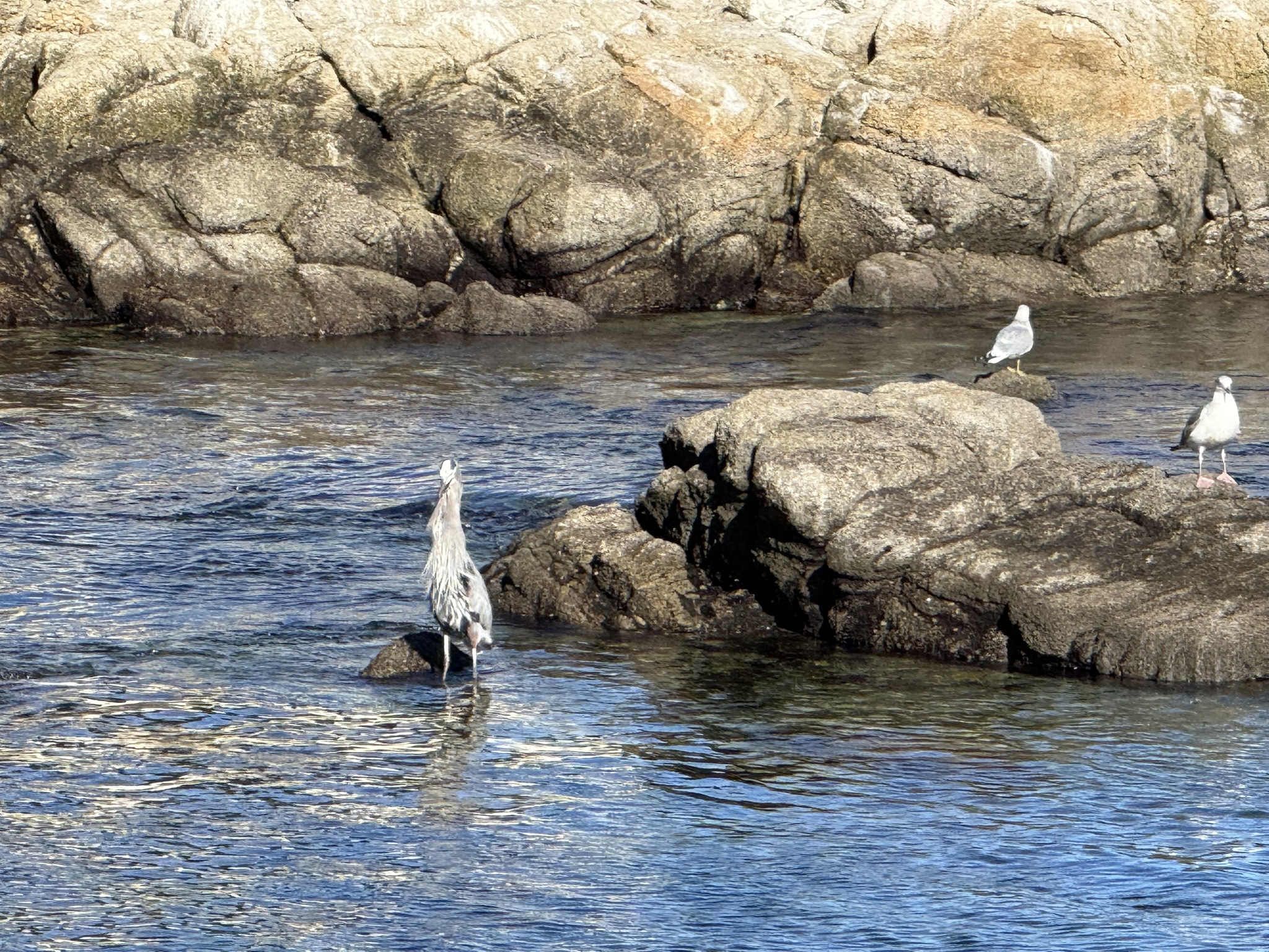 Monterey Bay Coastal Trail