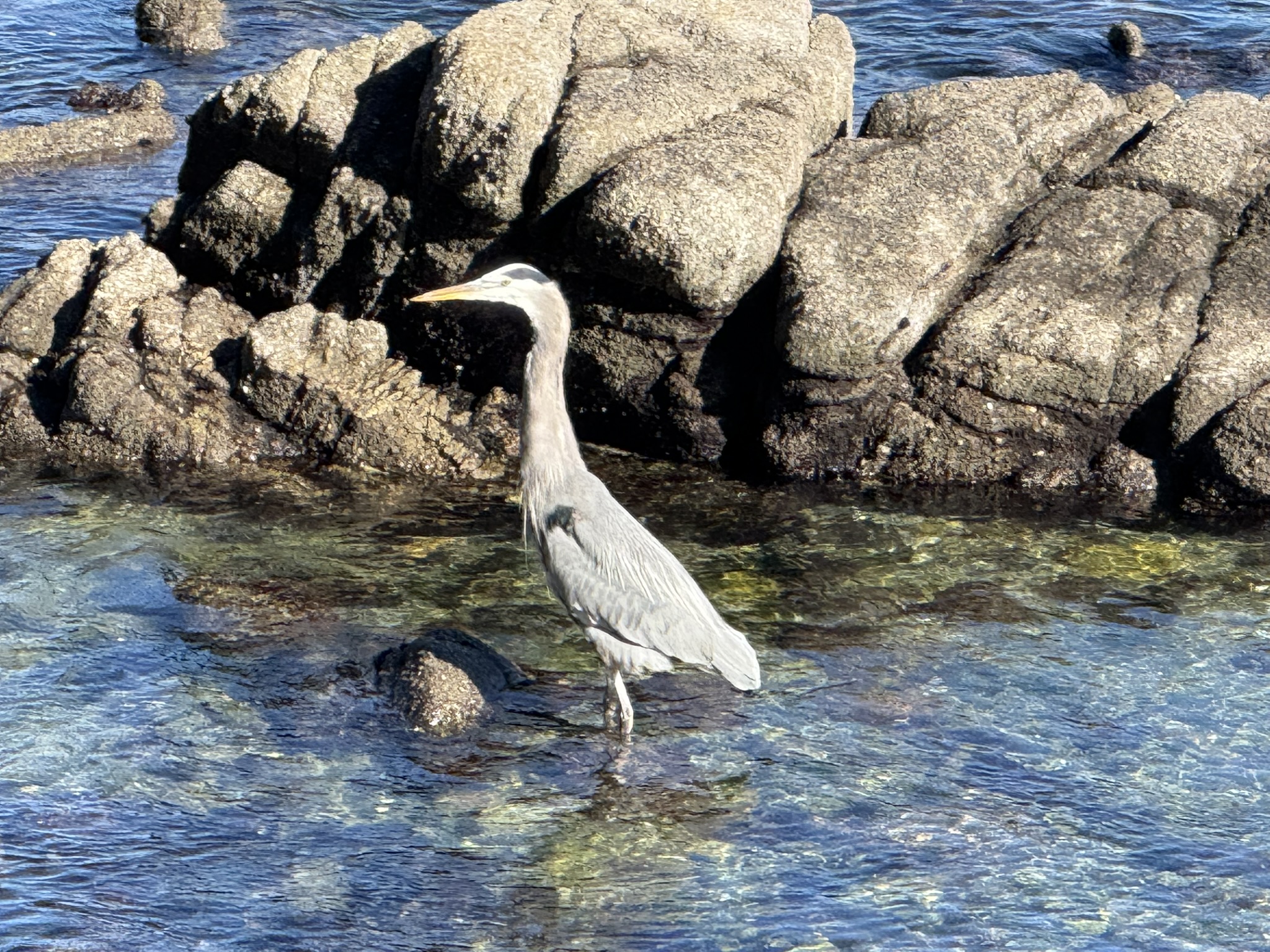 Monterey Bay Coastal Trail