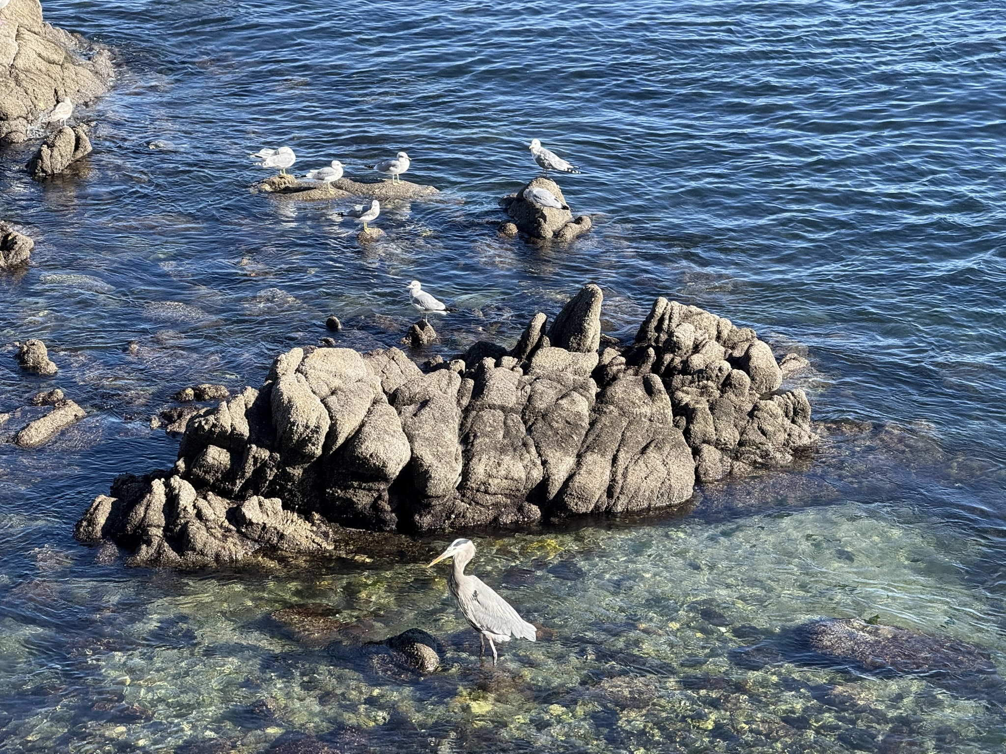 Monterey Bay Coastal Trail