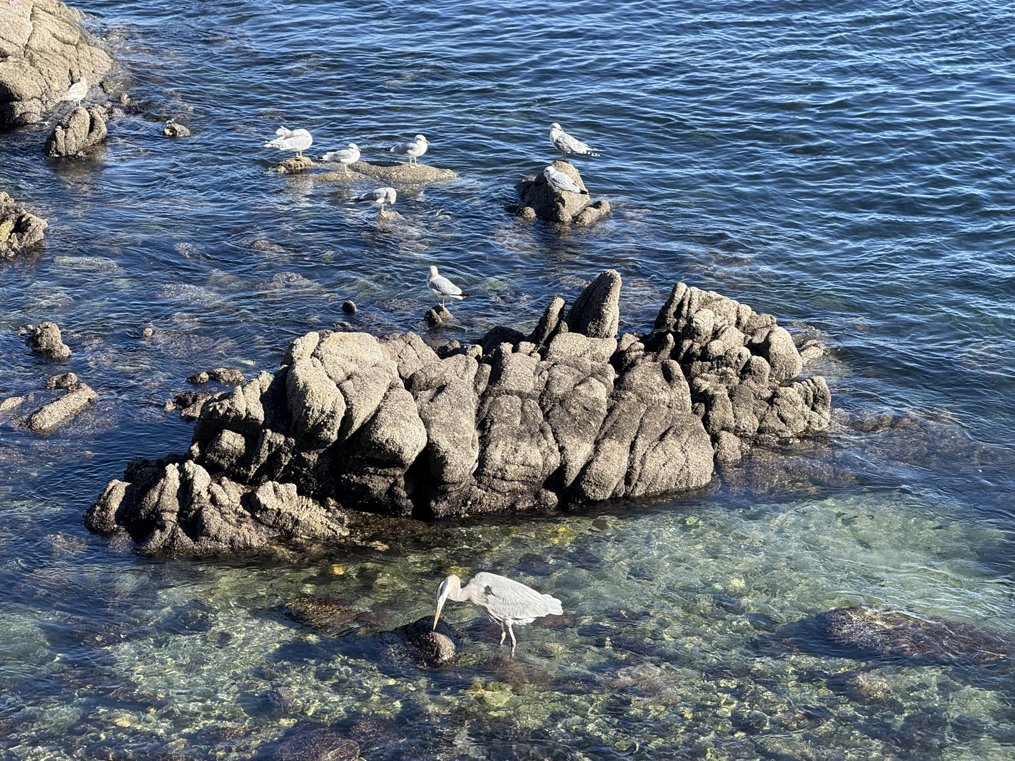 Monterey Bay Coastal Trail