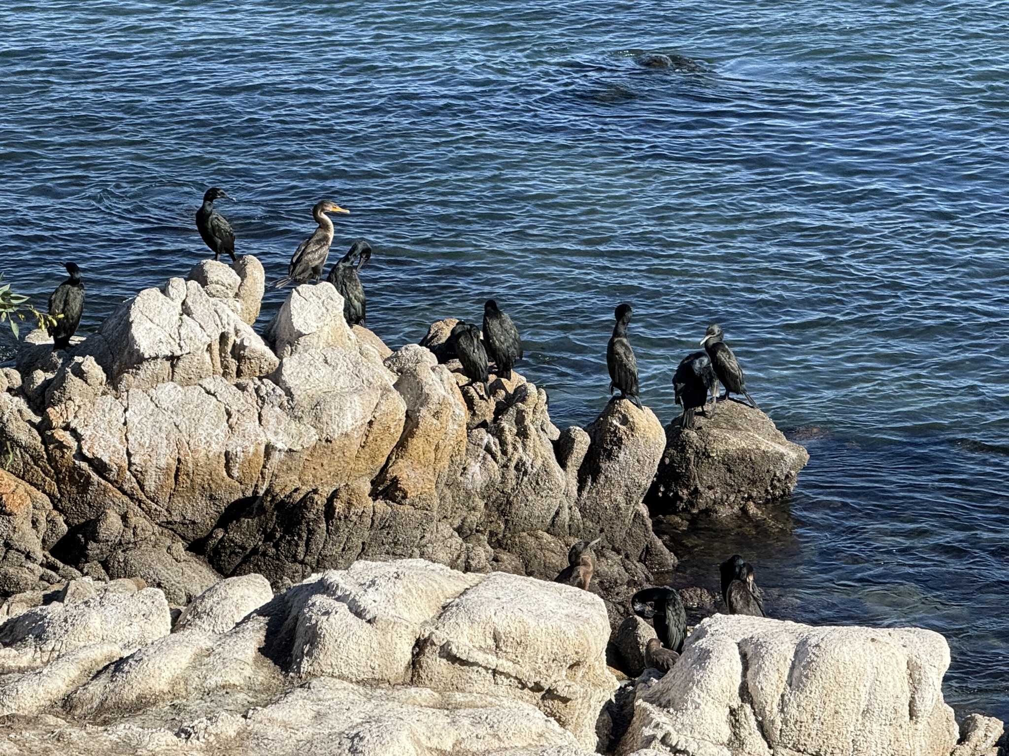 Monterey Bay Coastal Trail