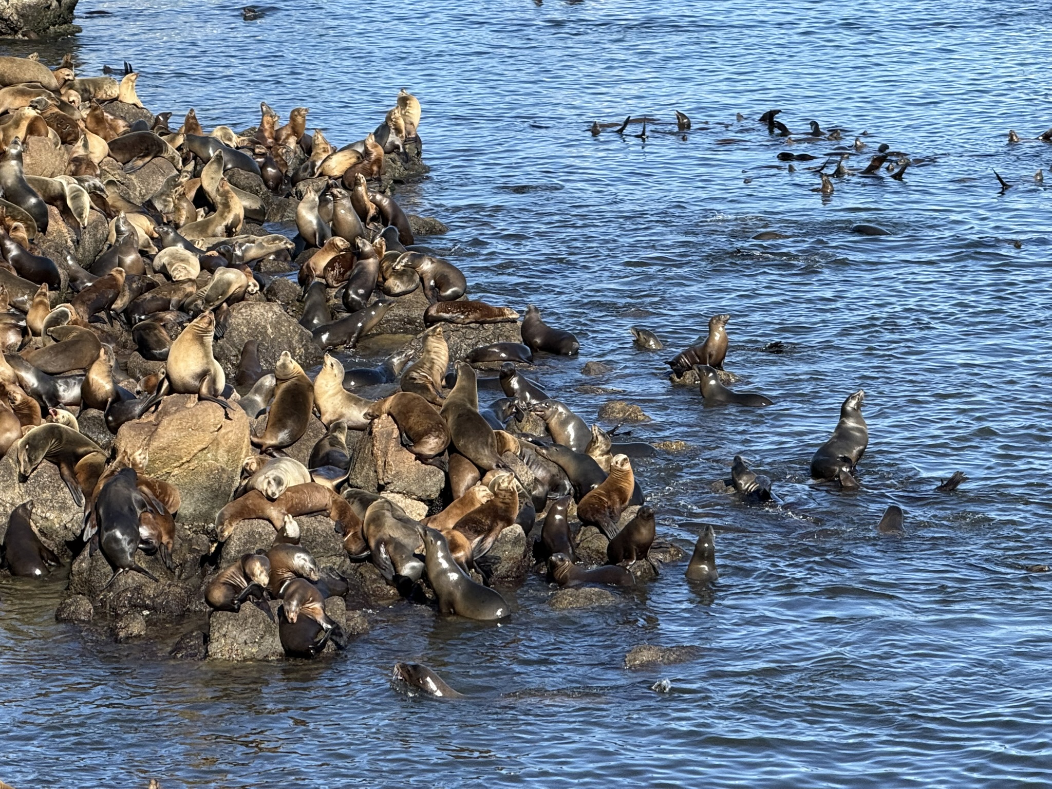 Monterey Bay Coastal Trail