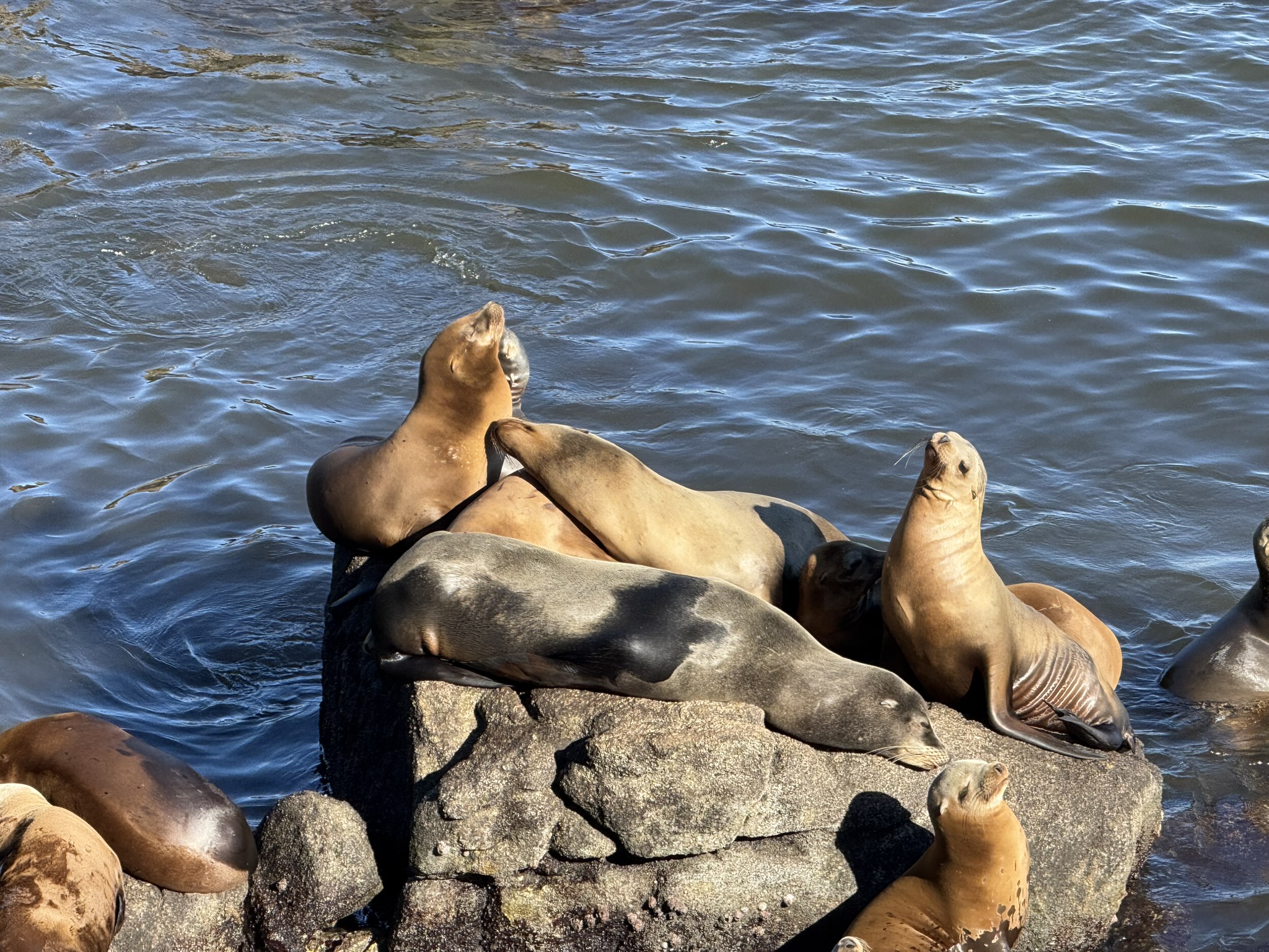 Monterey Bay Coastal Trail