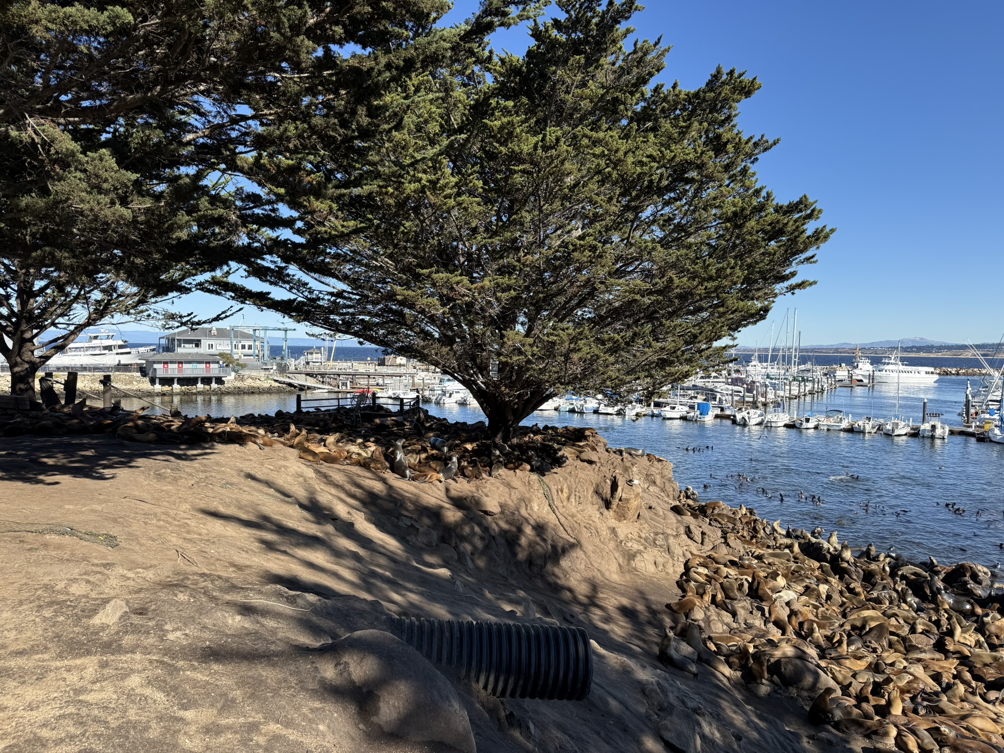 Monterey Bay Coastal Trail