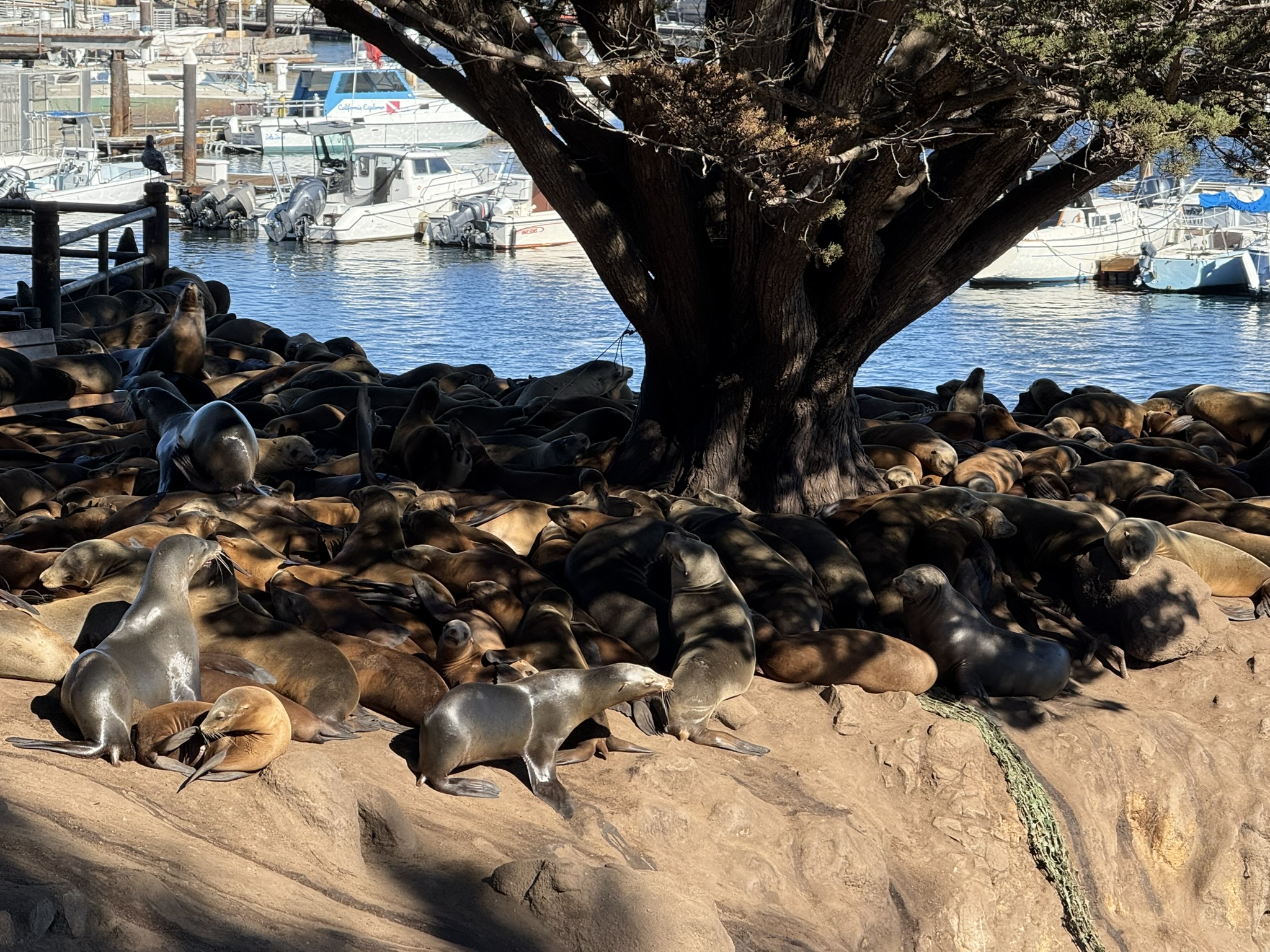 Monterey Bay Coastal Trail