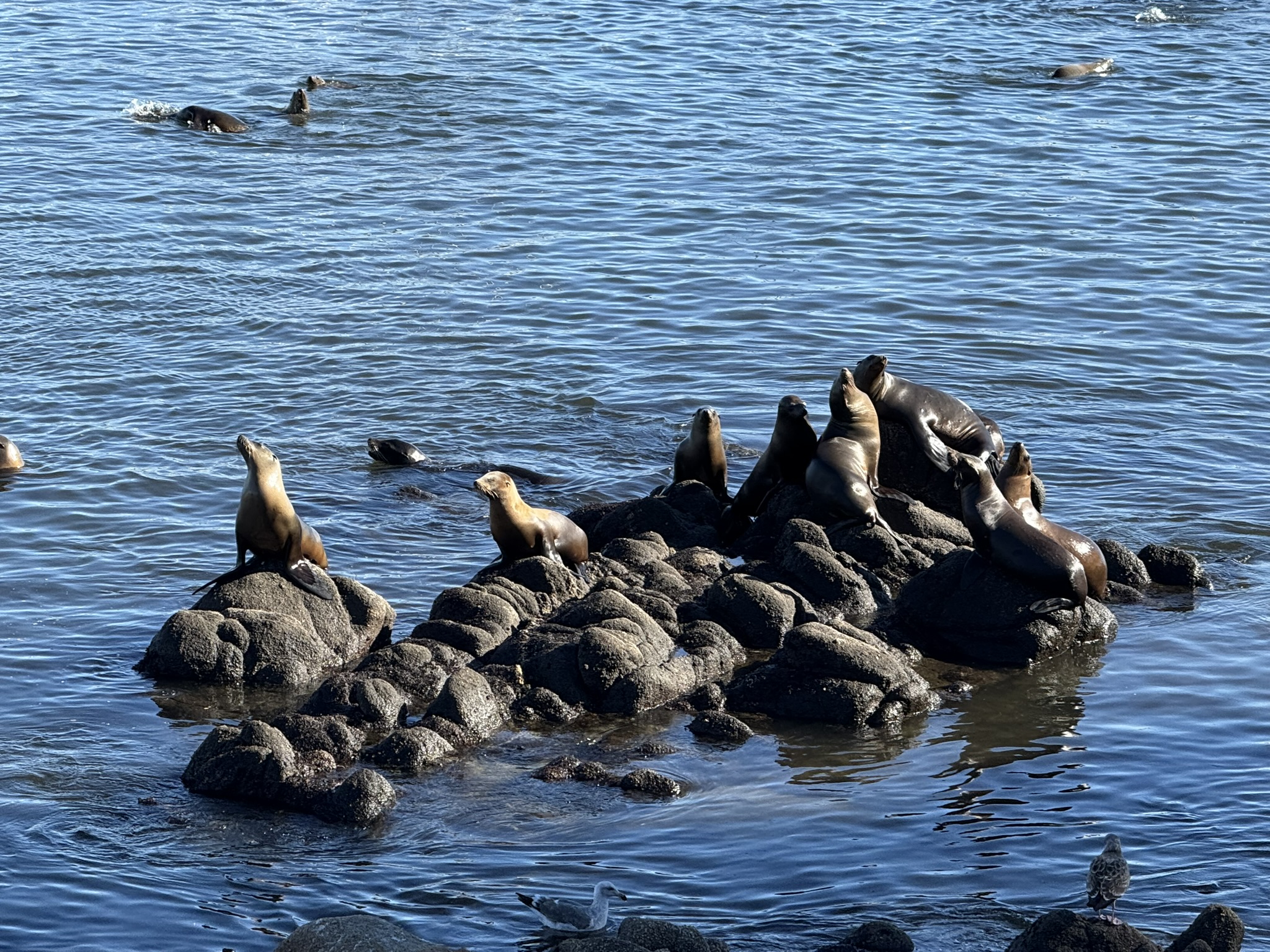 Monterey Bay Coastal Trail