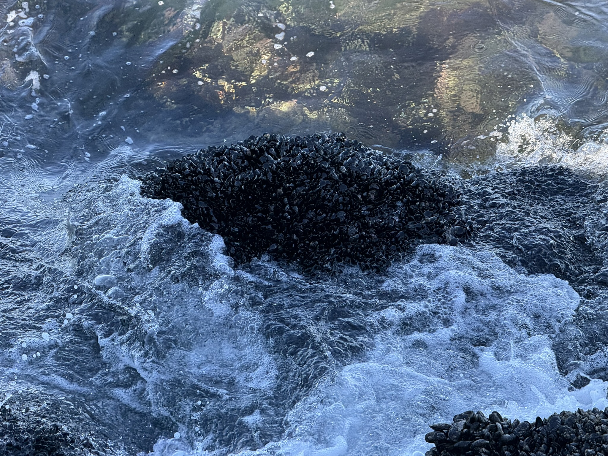 Monterey Bay Coastal Trail