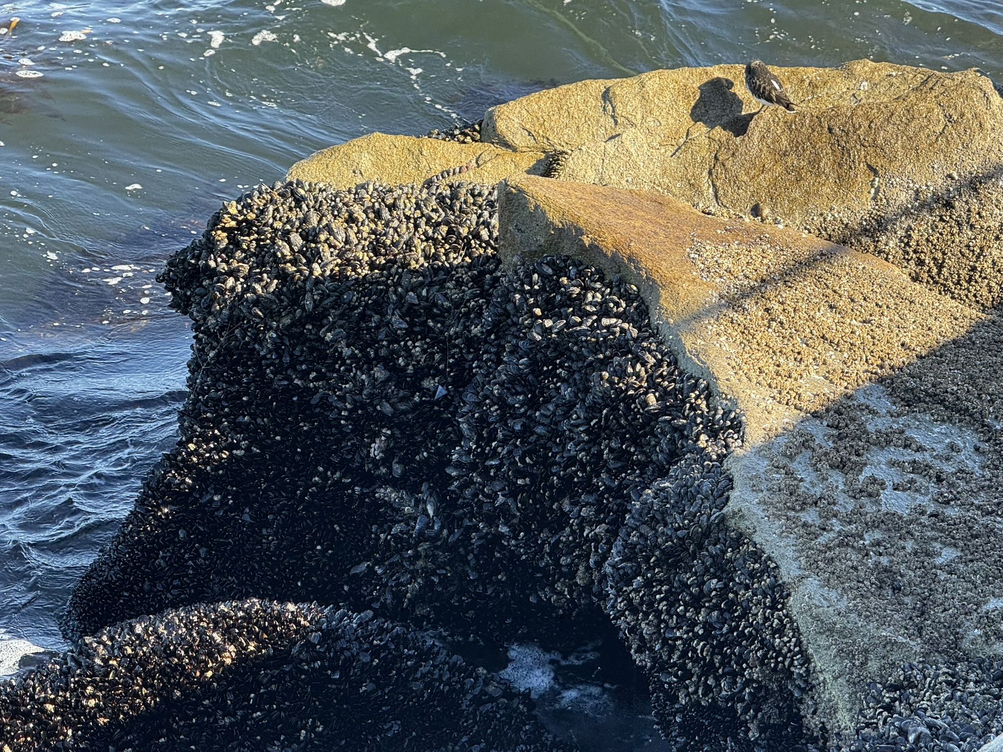 Monterey Bay Coastal Trail